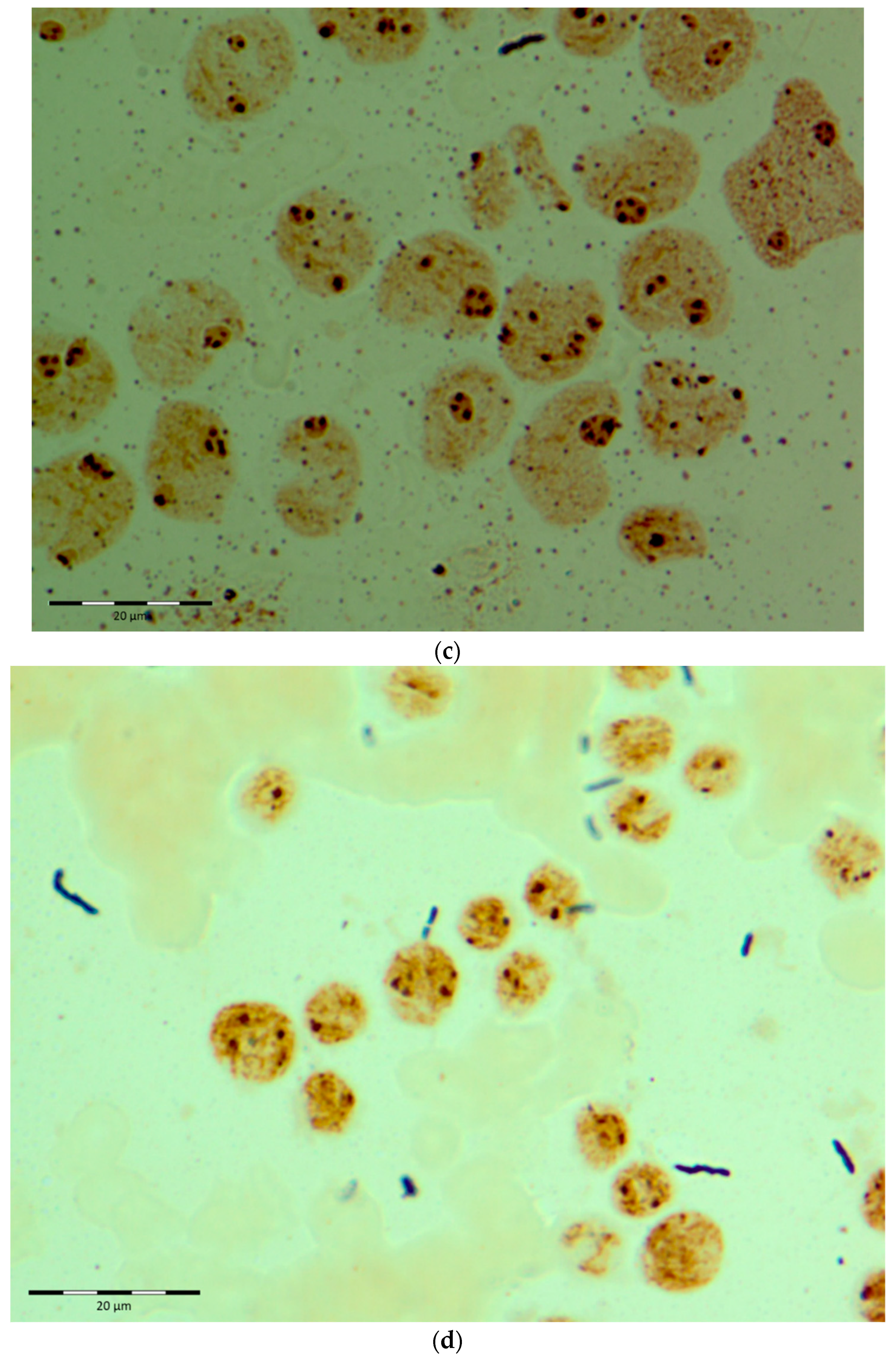 Diagnostics 12 00832 g001b