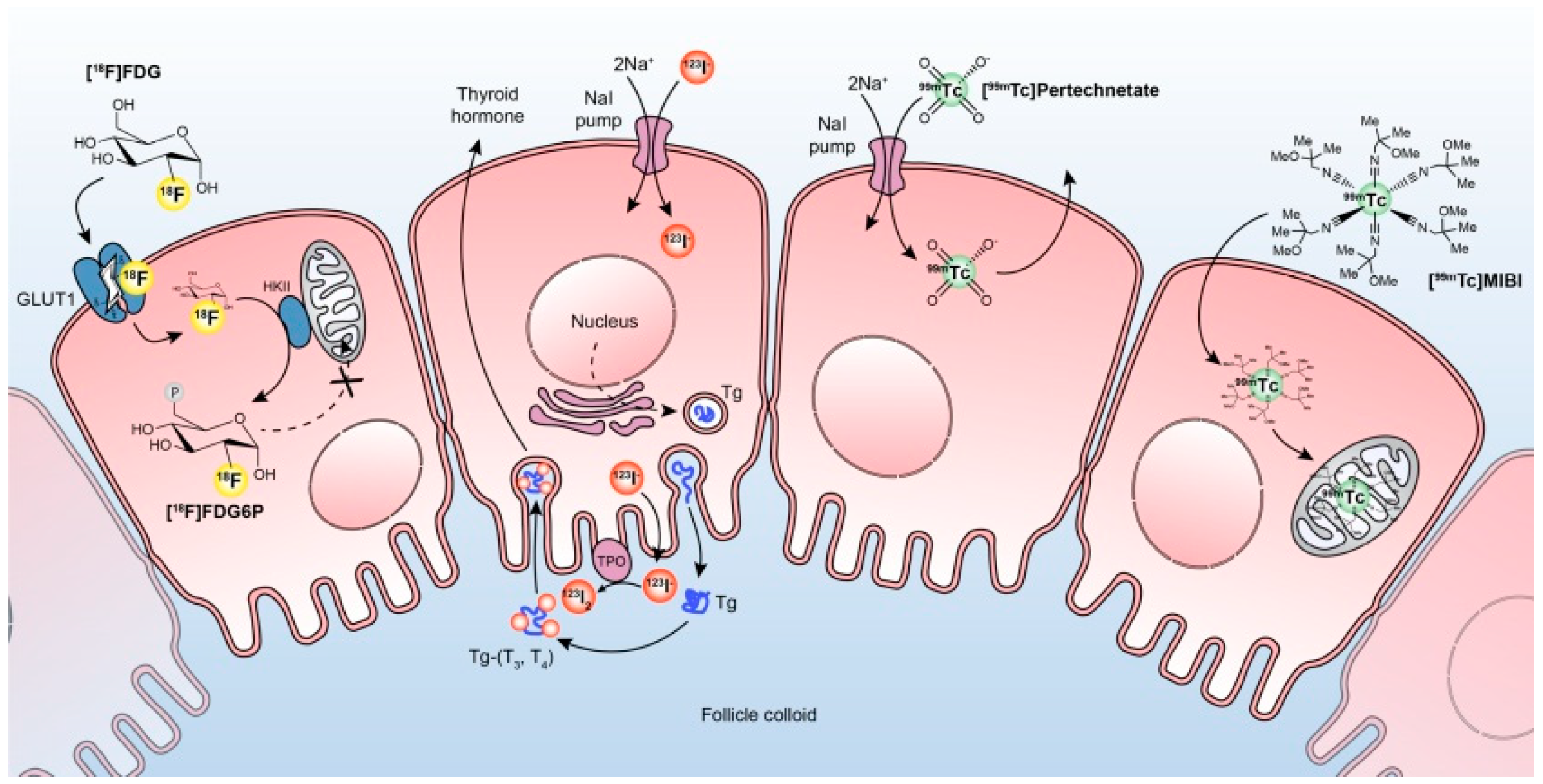 Diagnostics 12 00944 g001