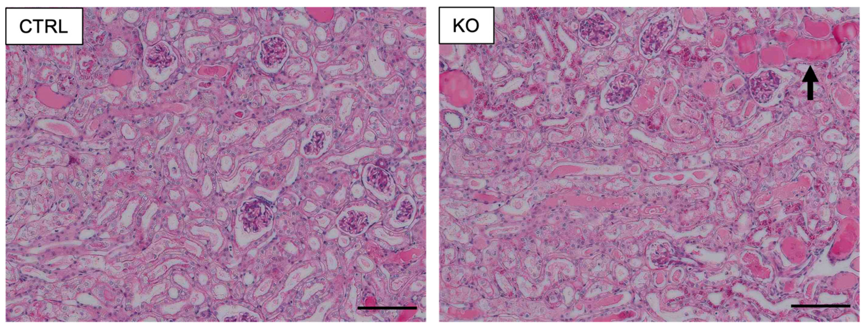 Diagnostics 12 01181 g001 Diagnostics 12 01181 g001