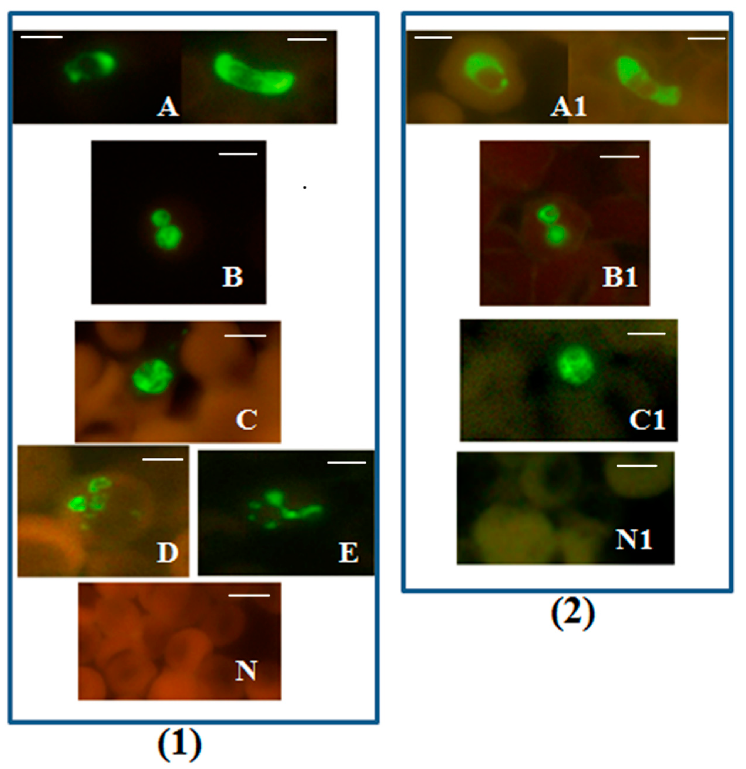 Diagnostics 12 01286 g001