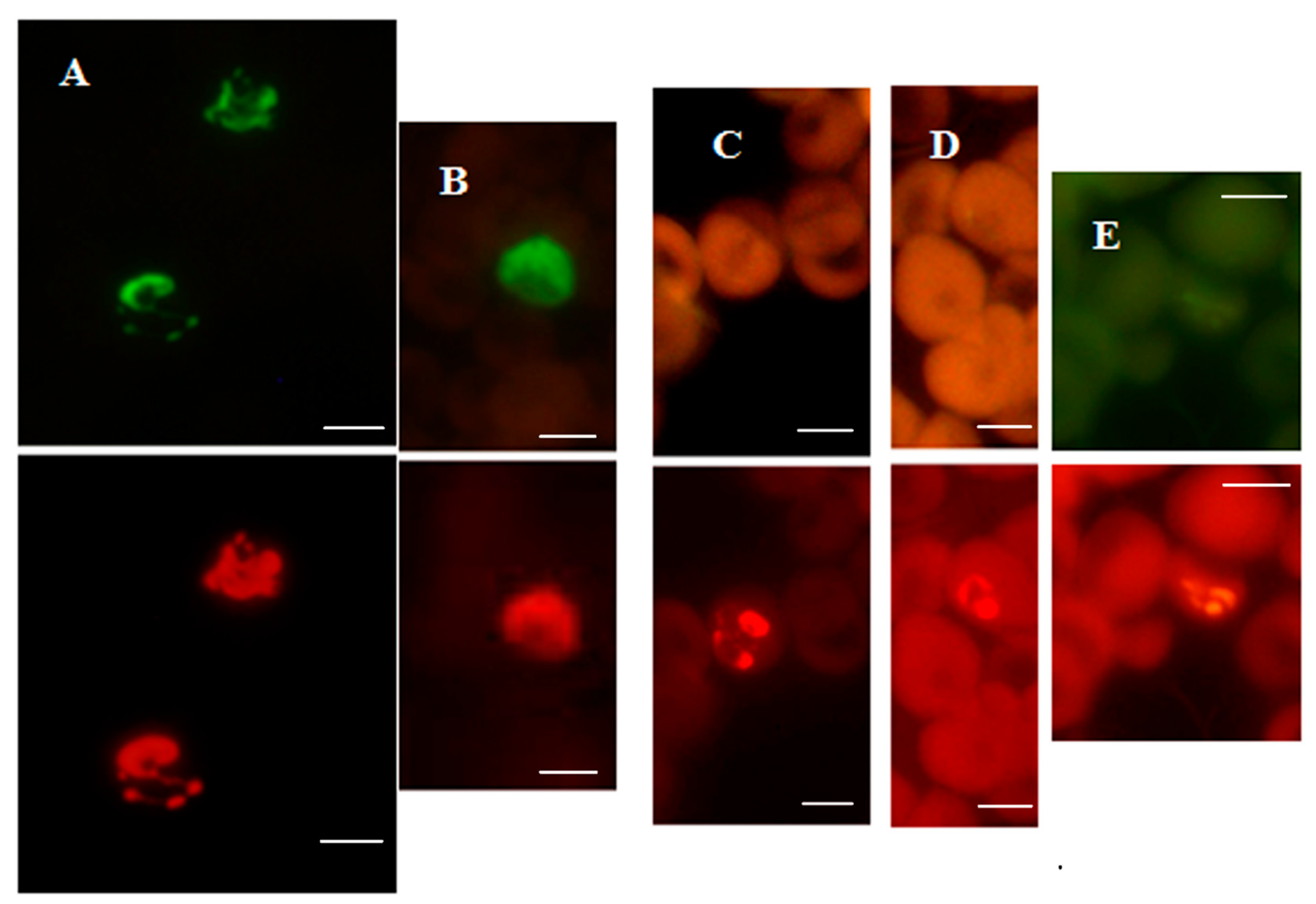 Diagnostics 12 01286 g003