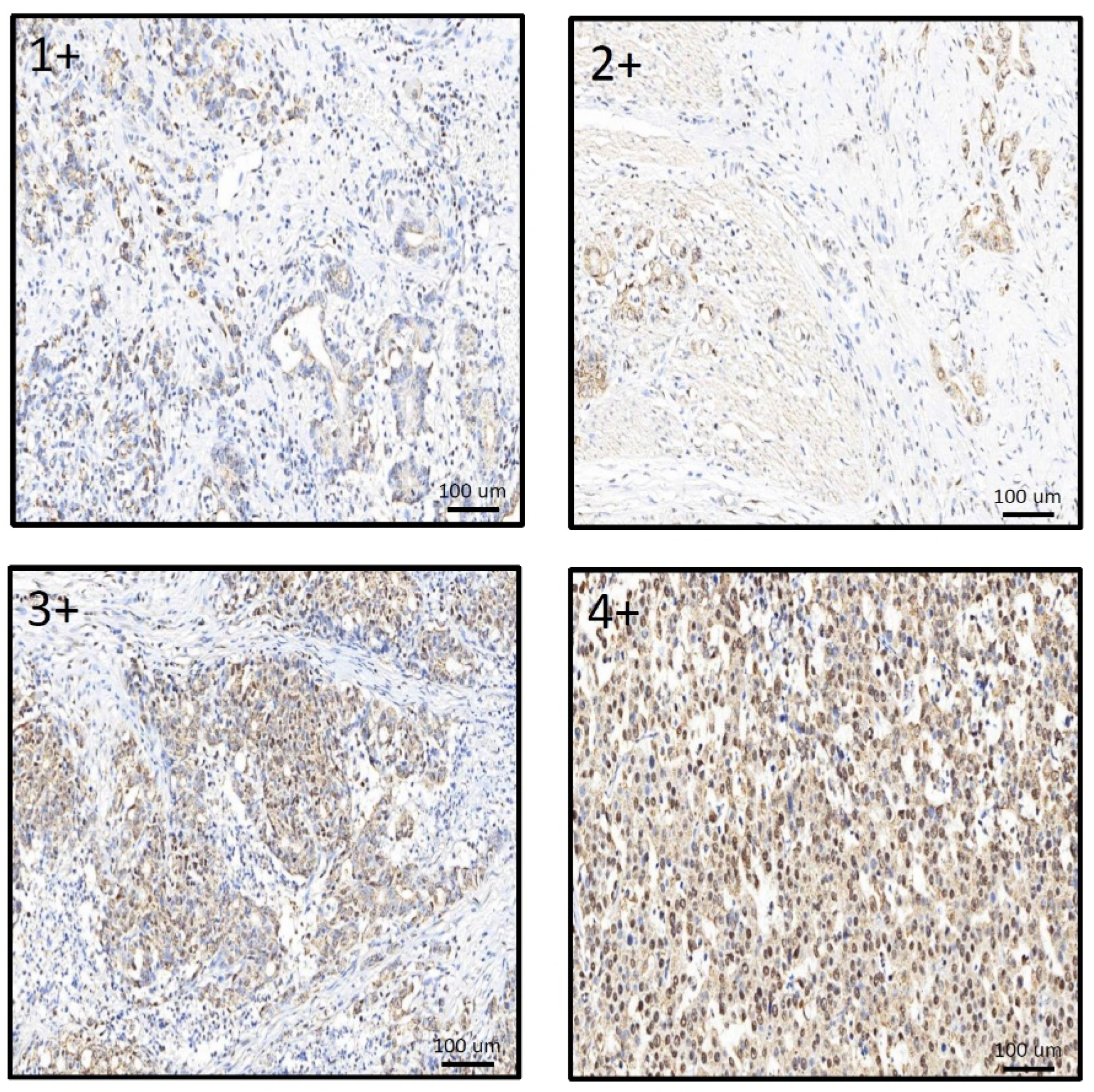 Diagnostics 12 01502 g003