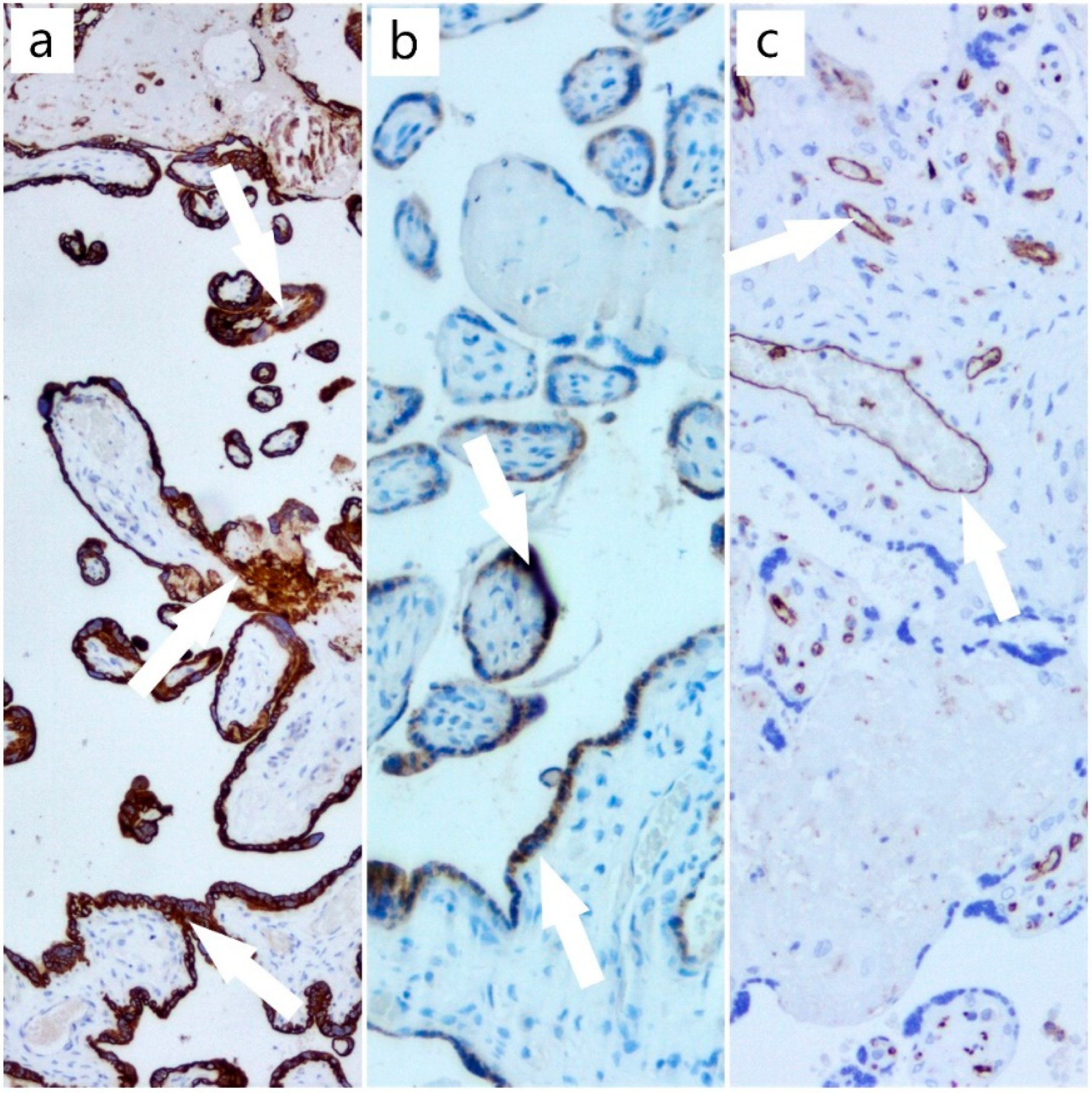 Diagnostics 12 01559 g004