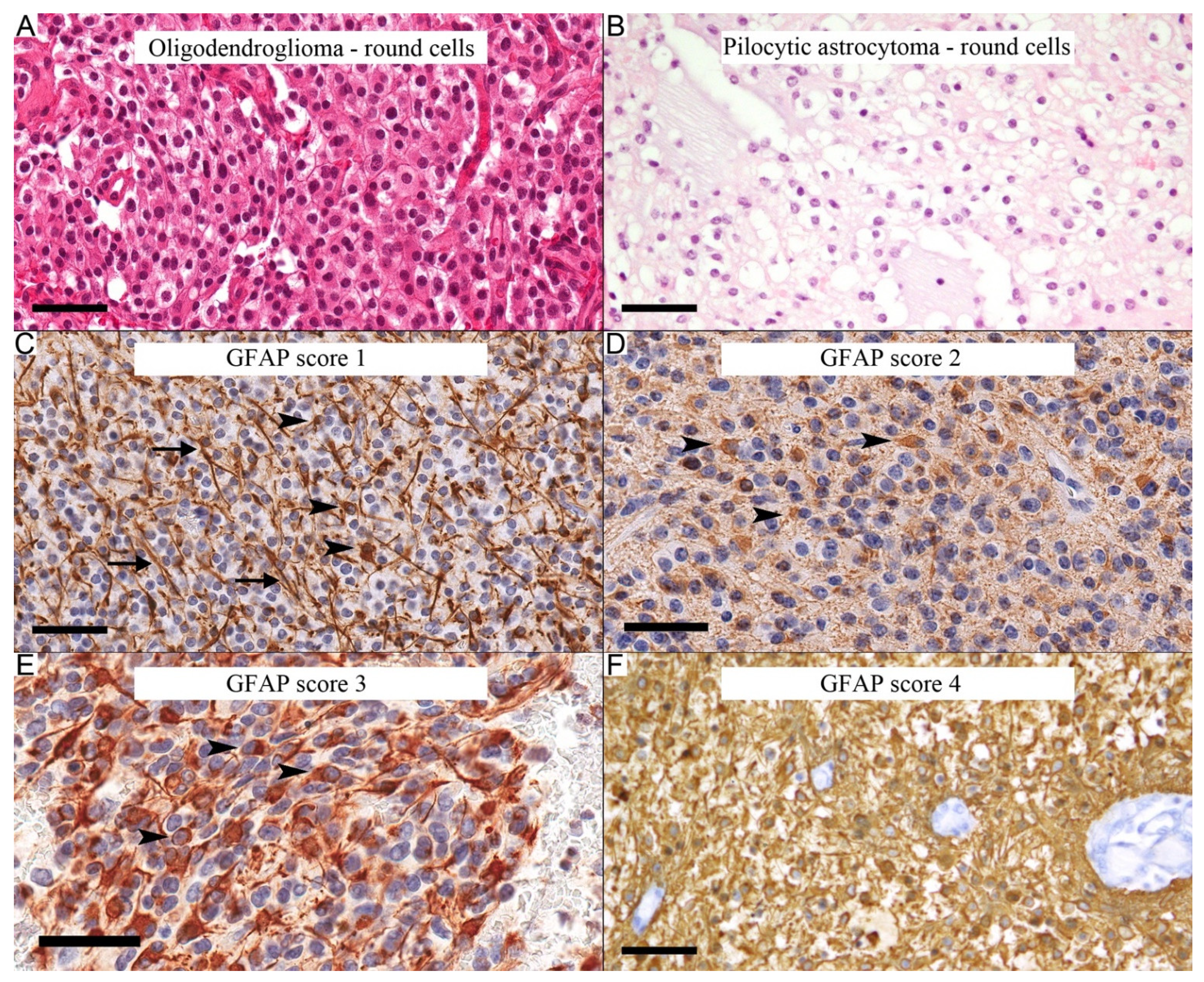 Diagnostics 12 01632 g001