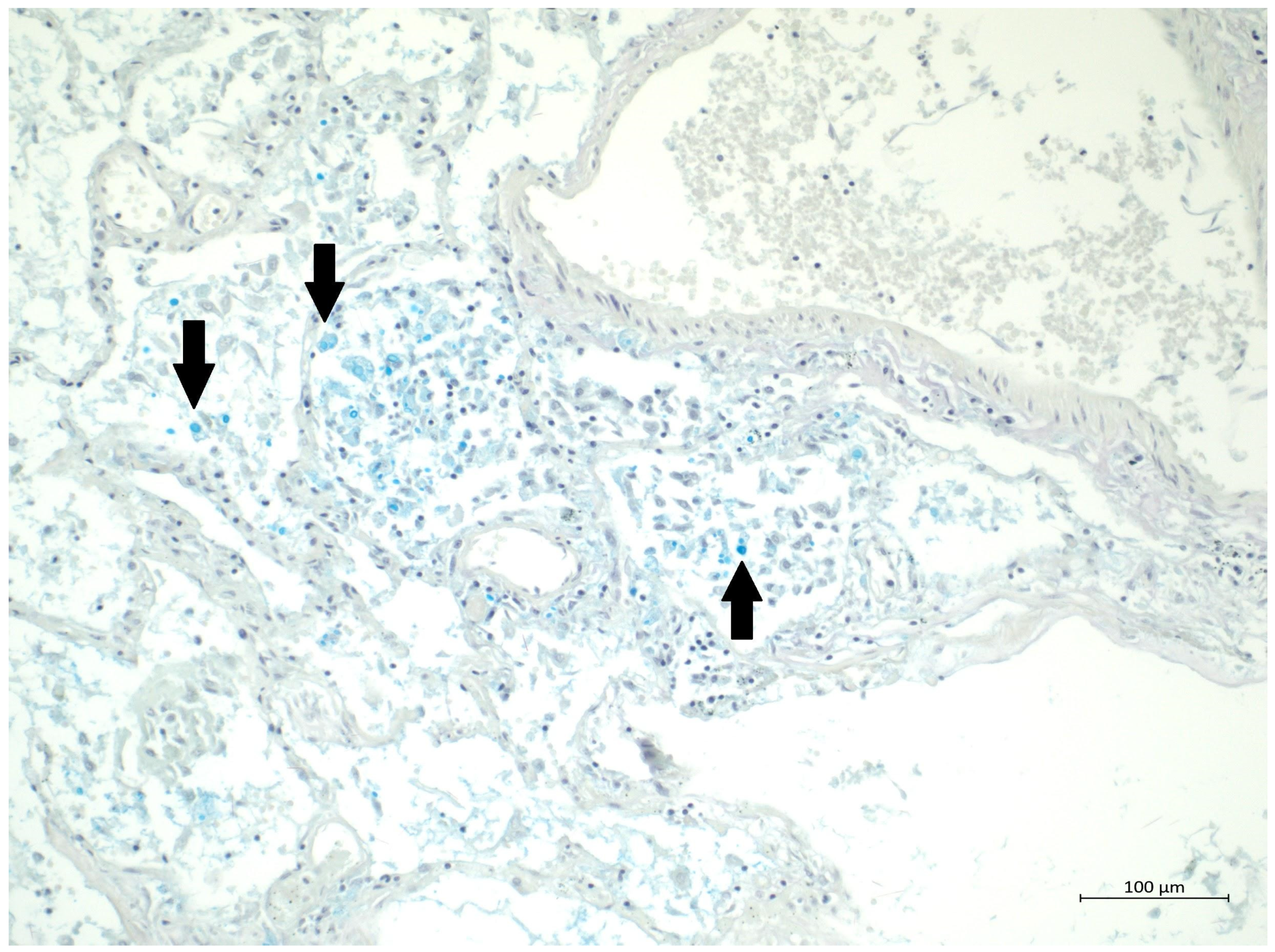 Diagnostics 12 01944 g004