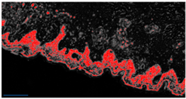 Diagnostics 12 01972 i002