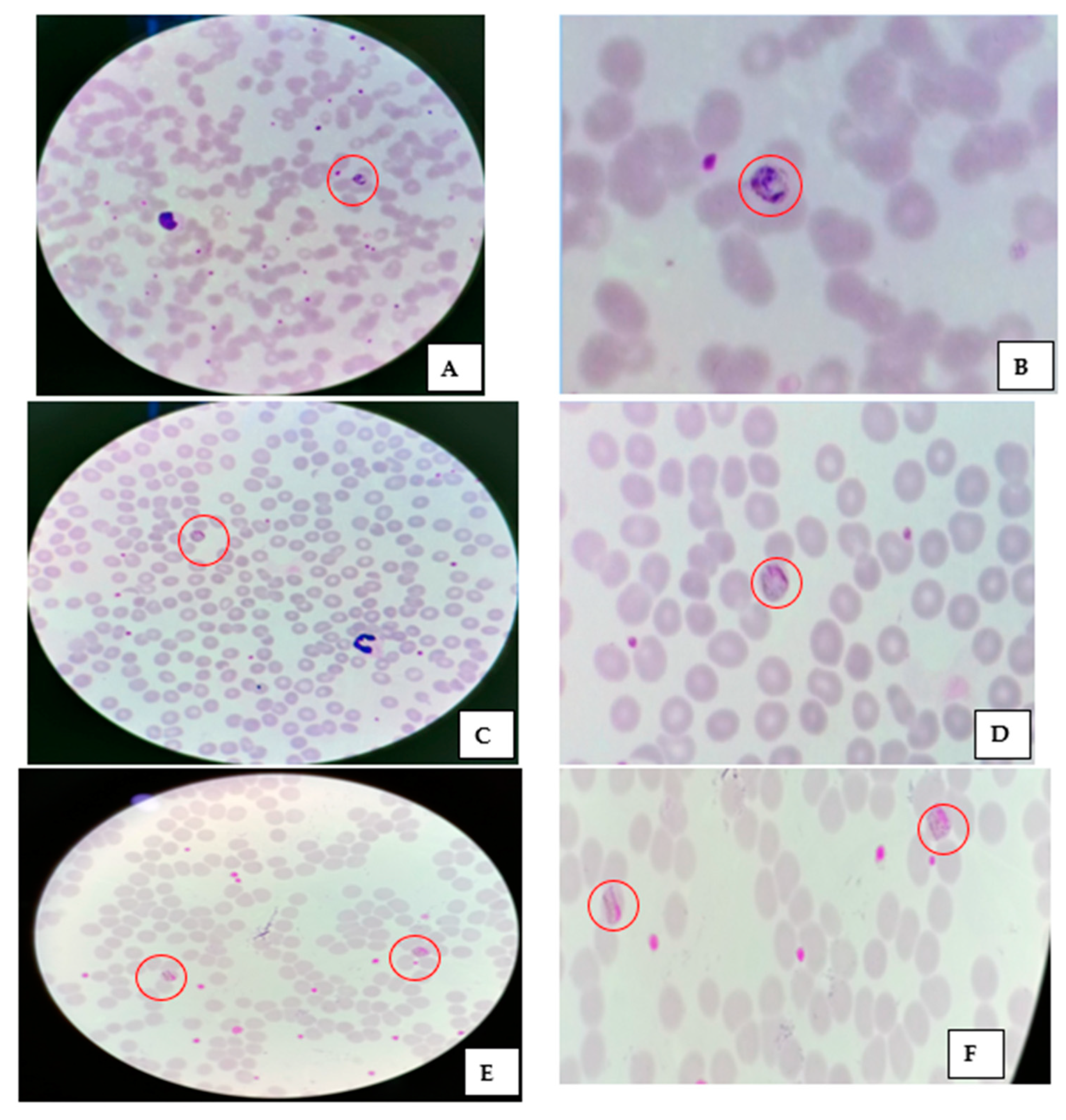 Diagnostics 12 02015 g004