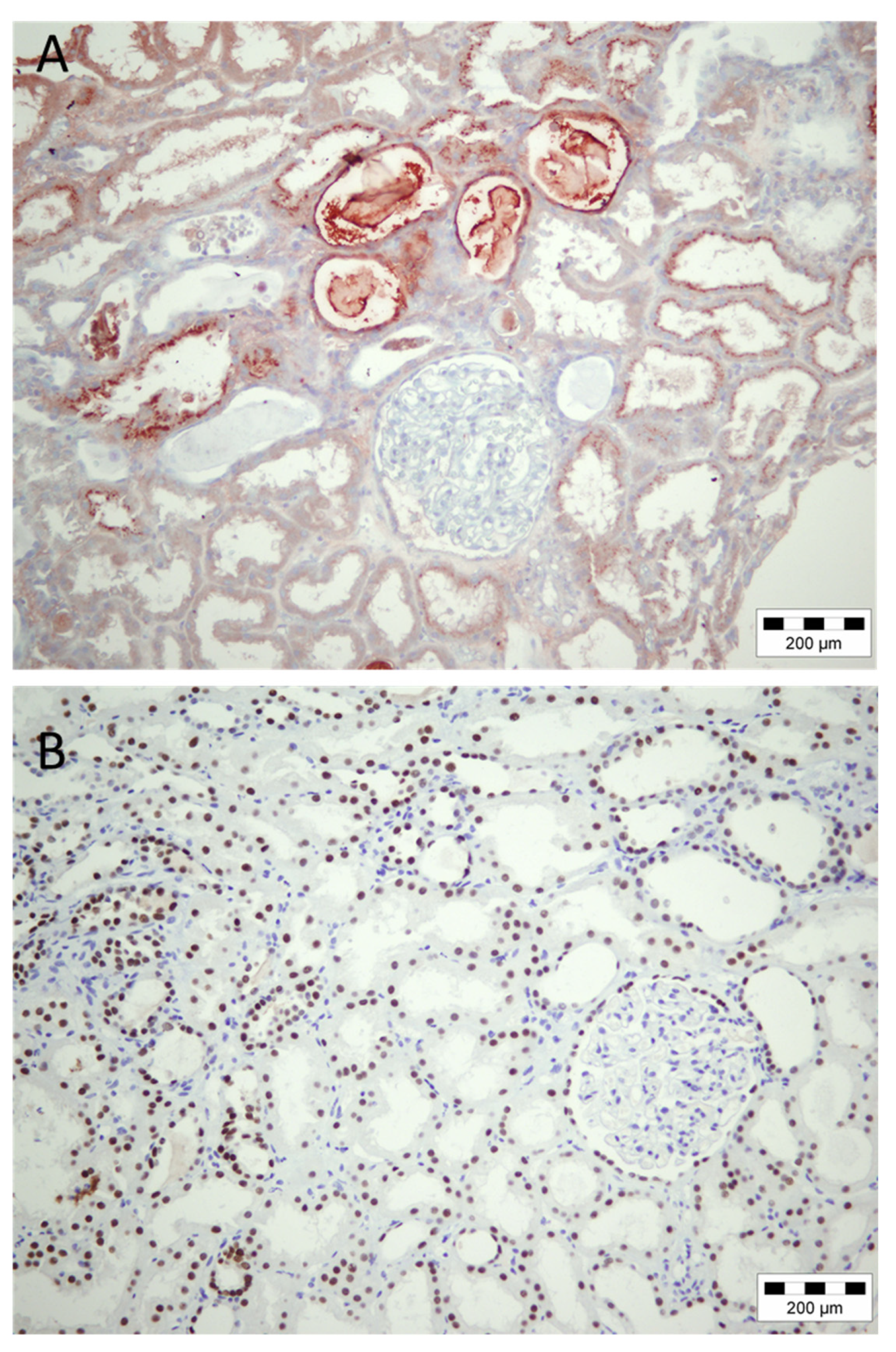 Diagnostics 12 02036 g003