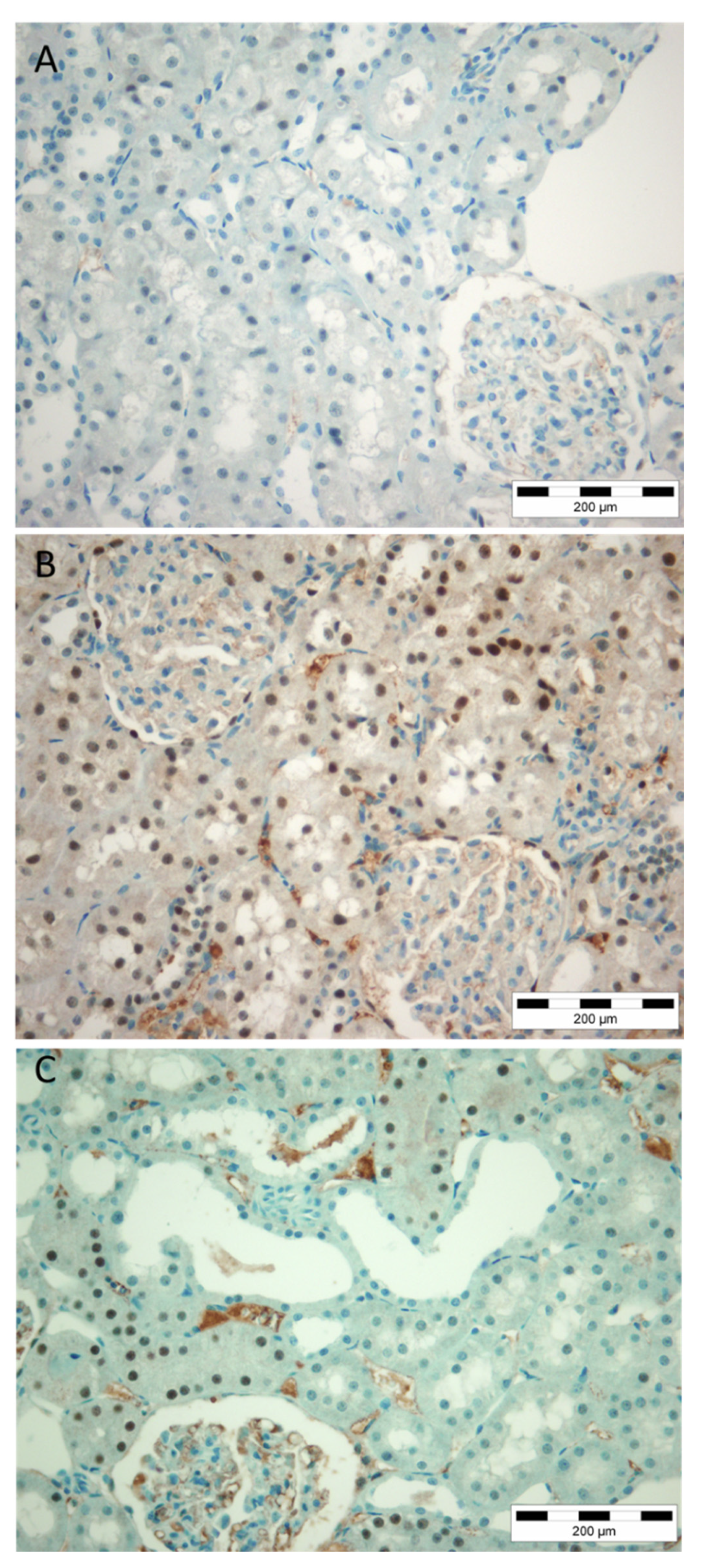Diagnostics 12 02036 g004
