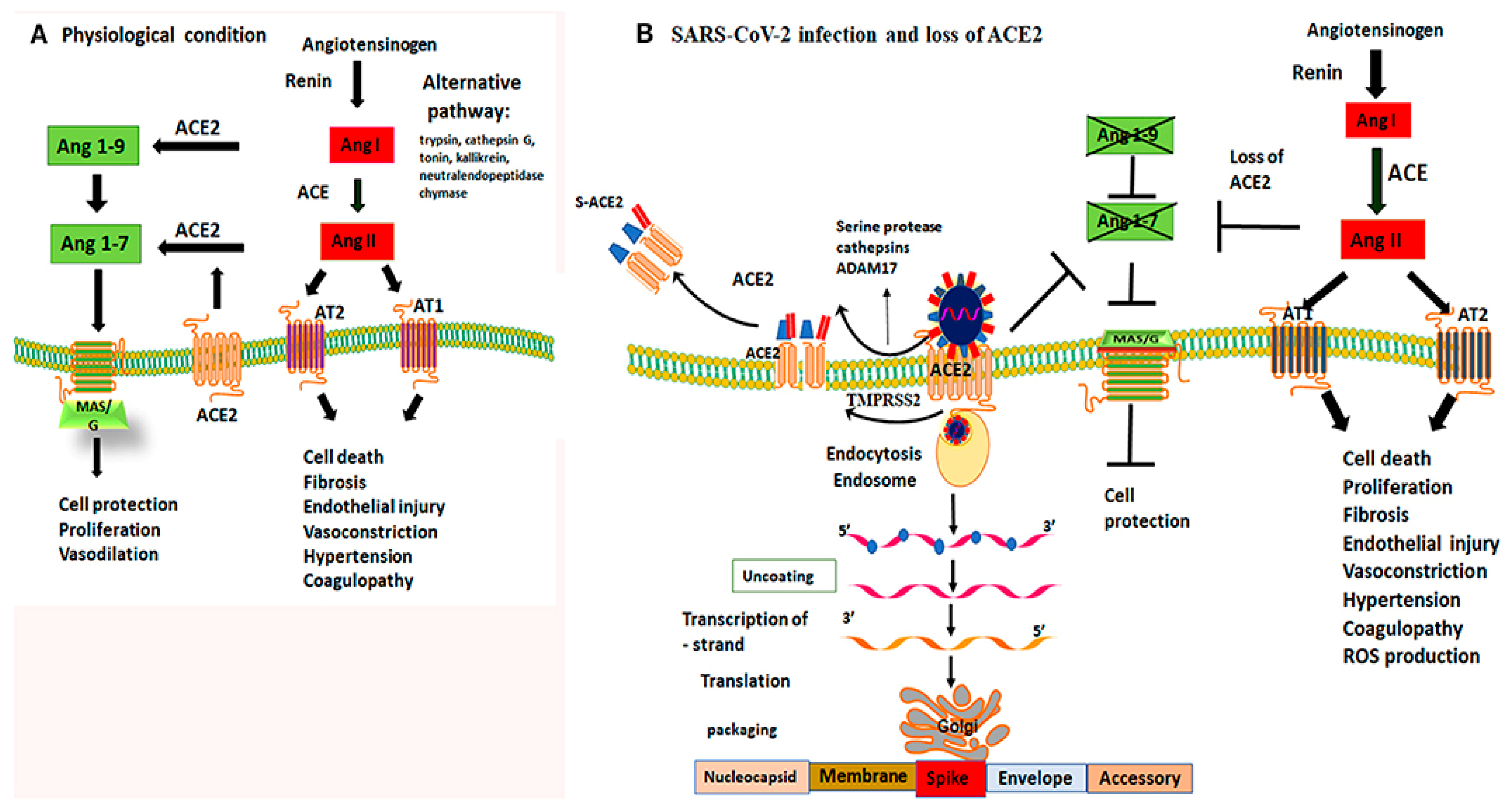 Diagnostics 12 02104 g002