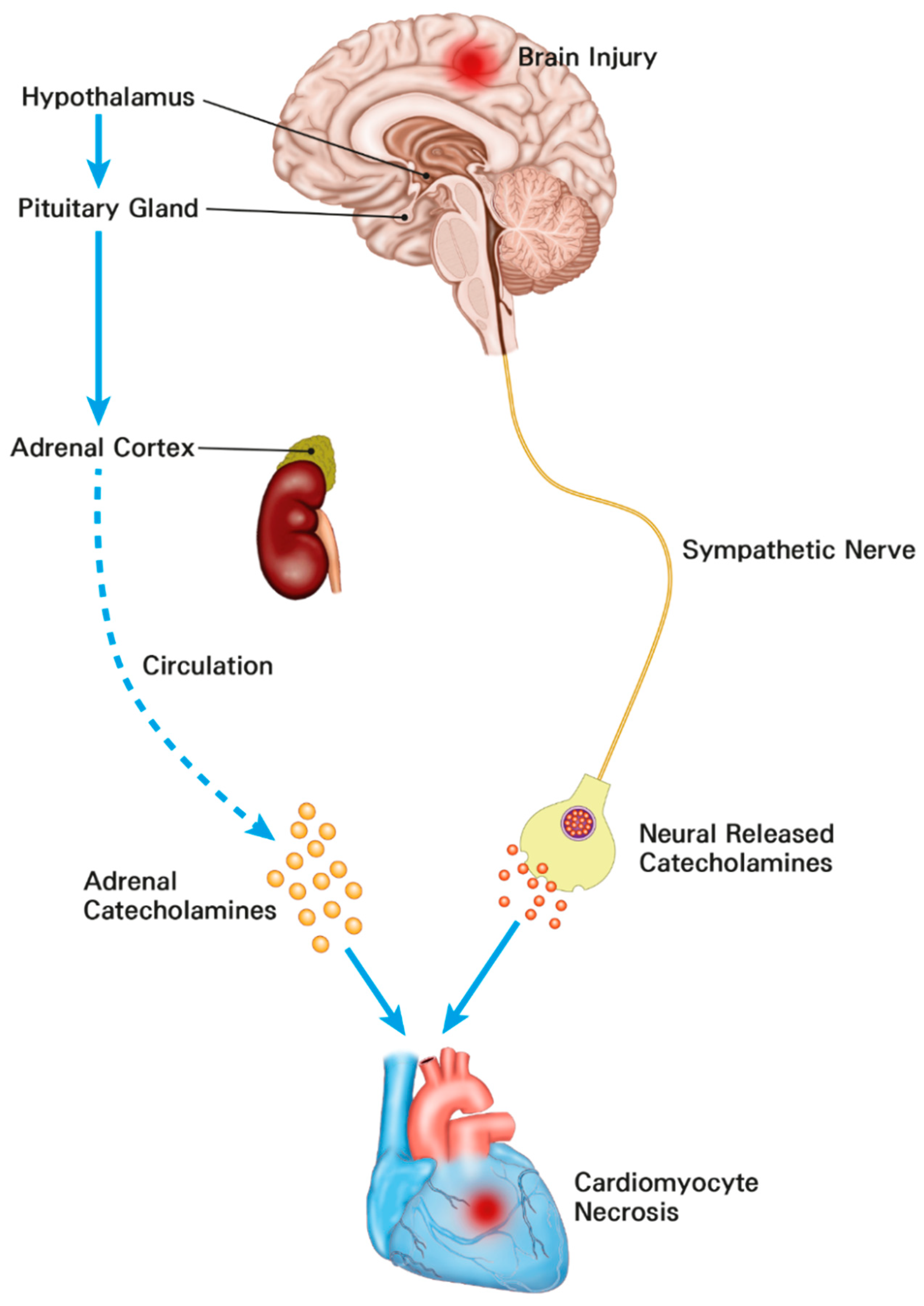 Diagnostics 12 02259 g003