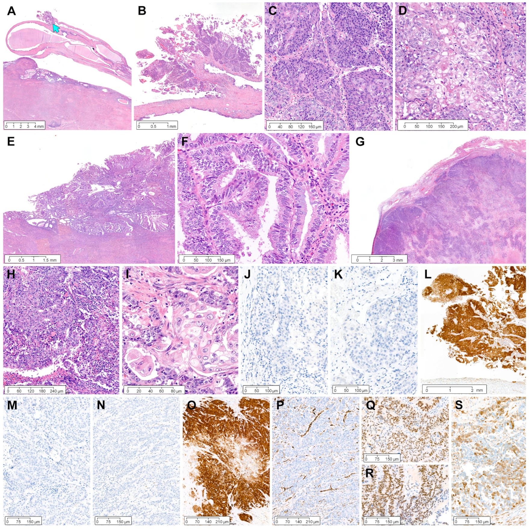 Diagnostics 12 02339 g003