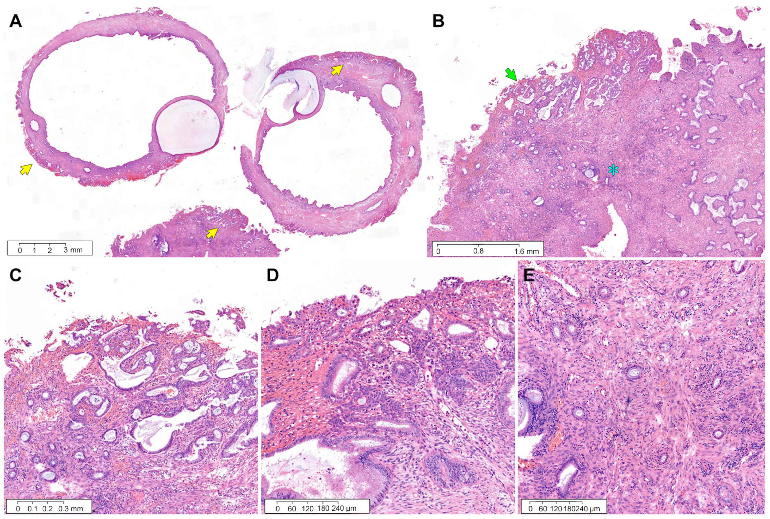 Diagnostics 12 02339 g006