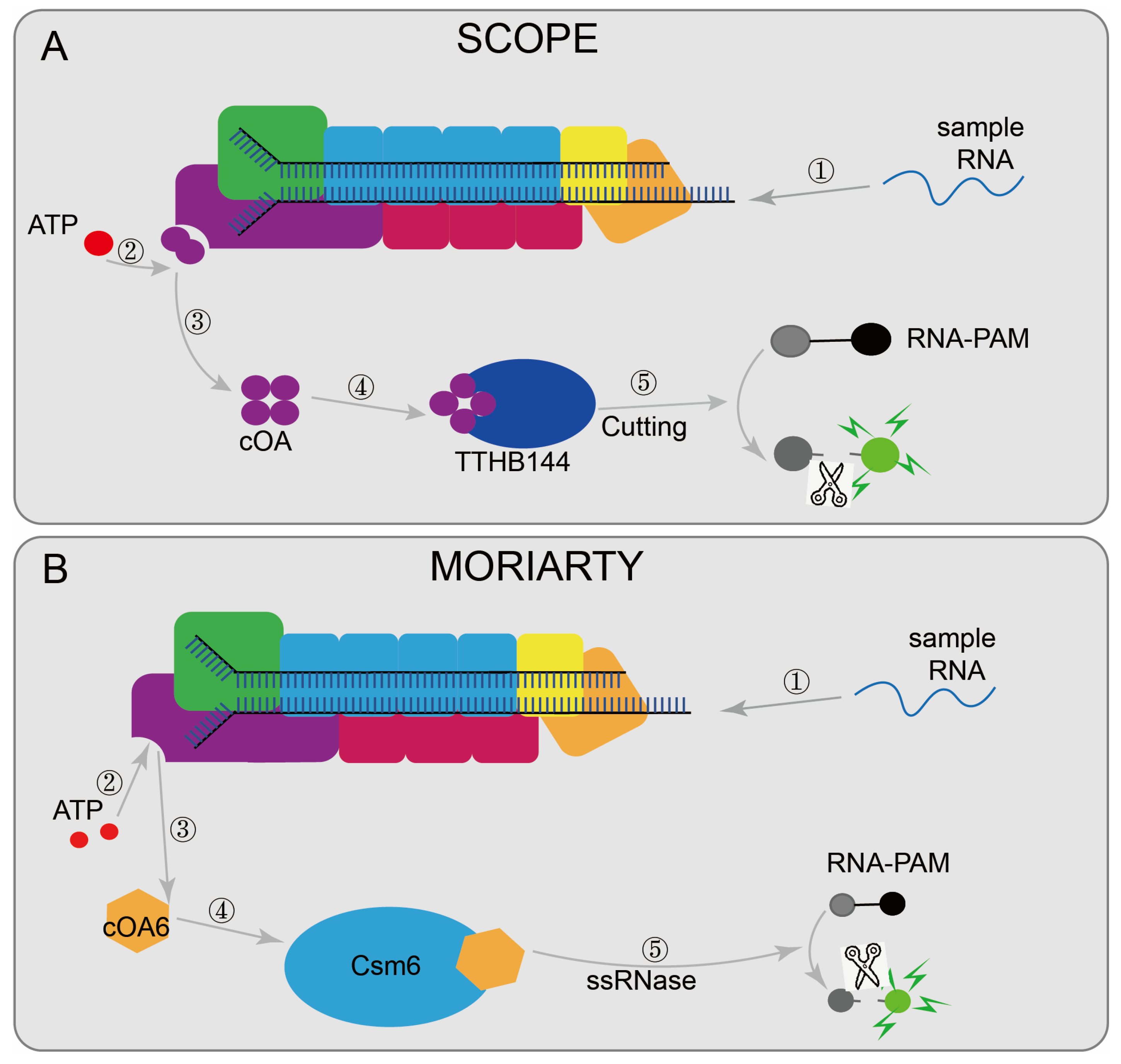 Diagnostics 12 02455 g007