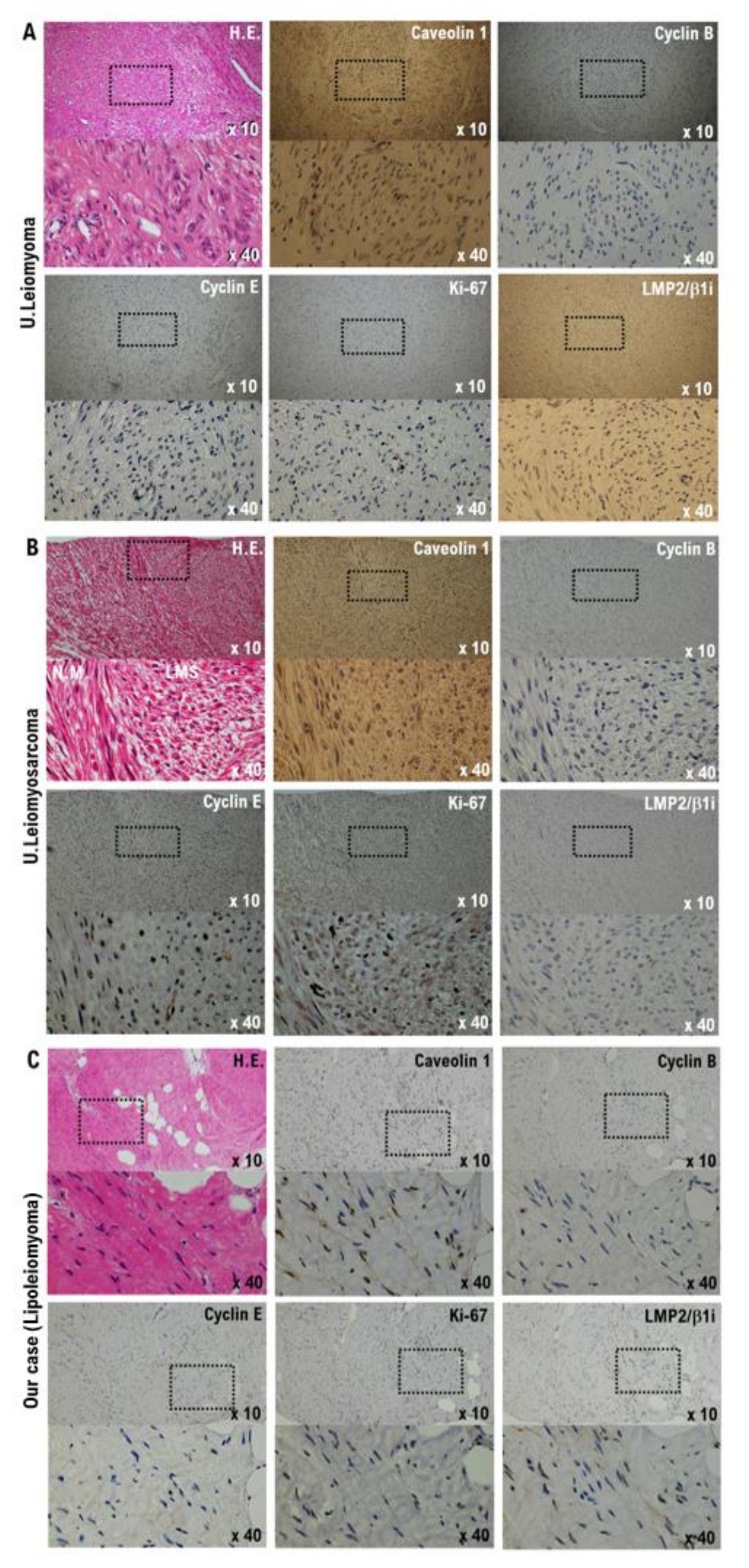 Diagnostics 12 02468 g001