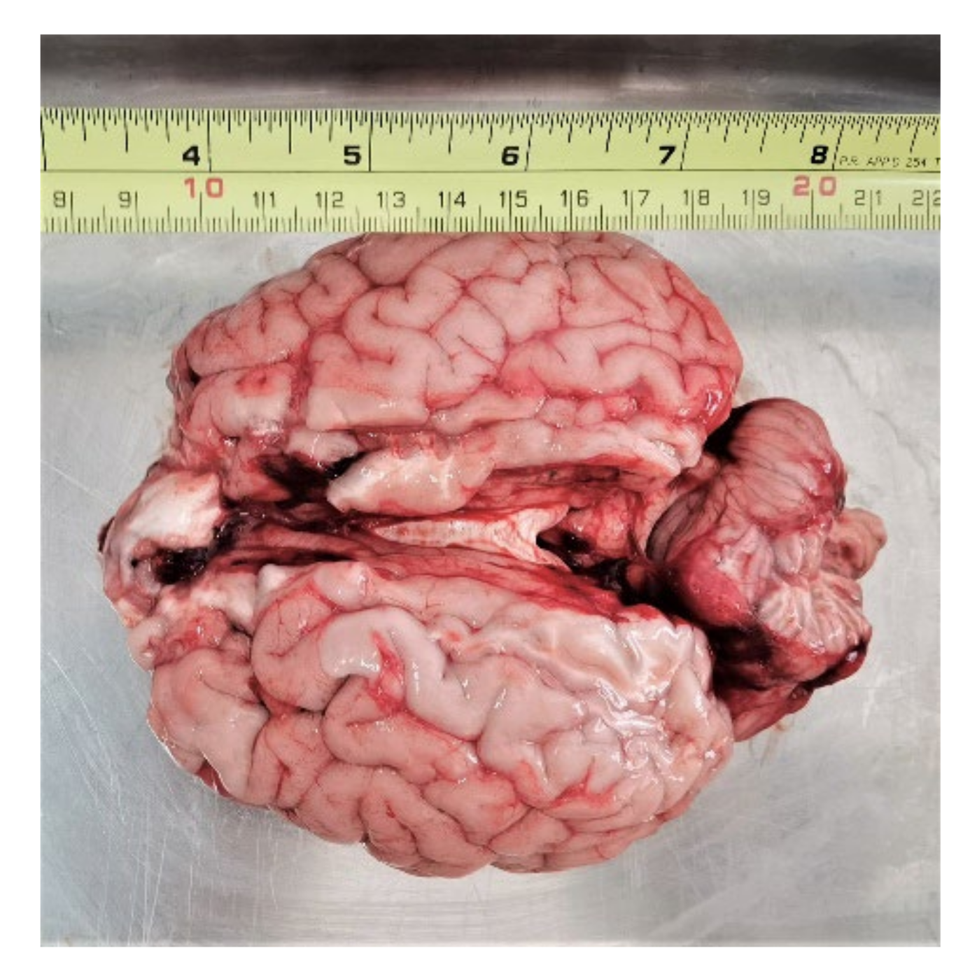 Diagnostics 12 02580 g001