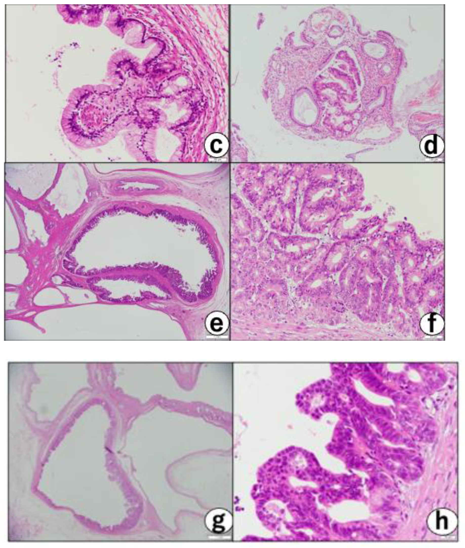 Diagnostics 12 02721 g004b