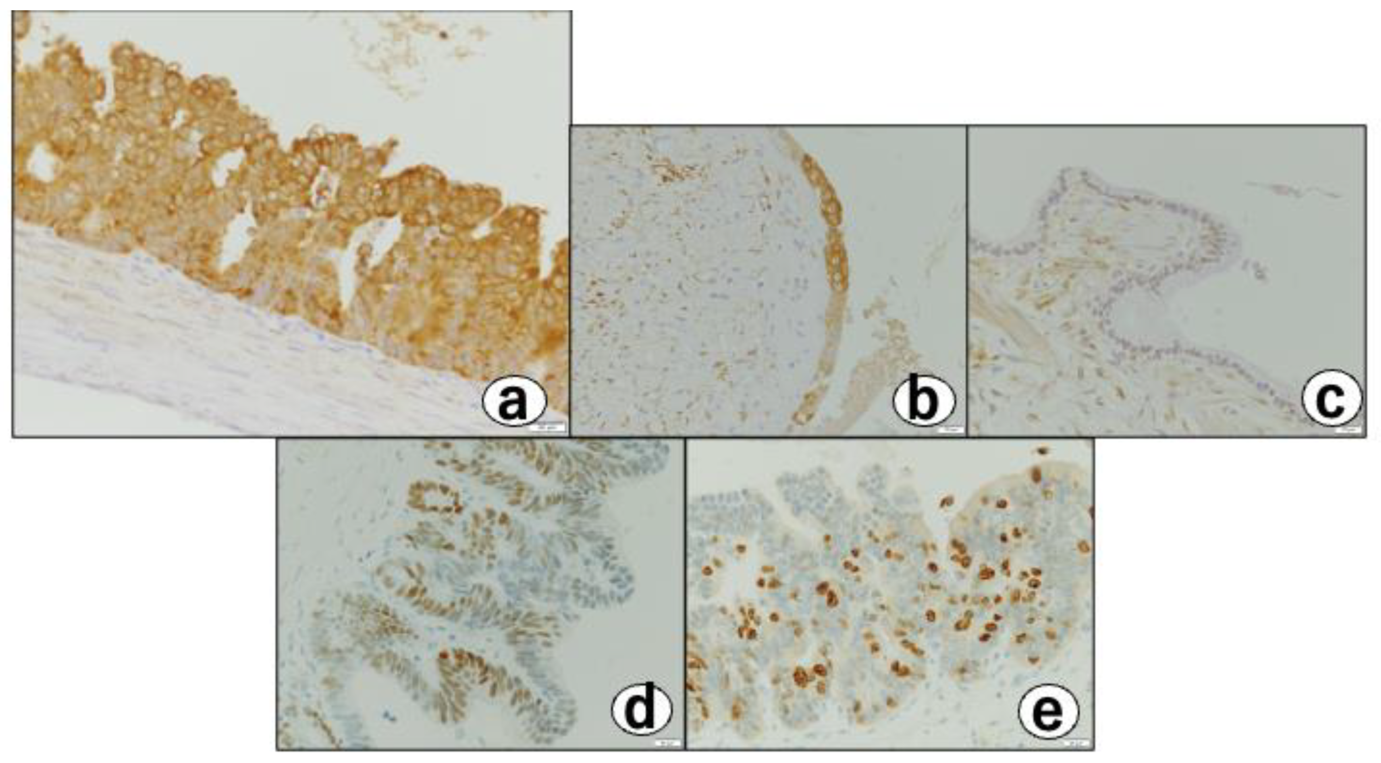 Diagnostics 12 02721 g005