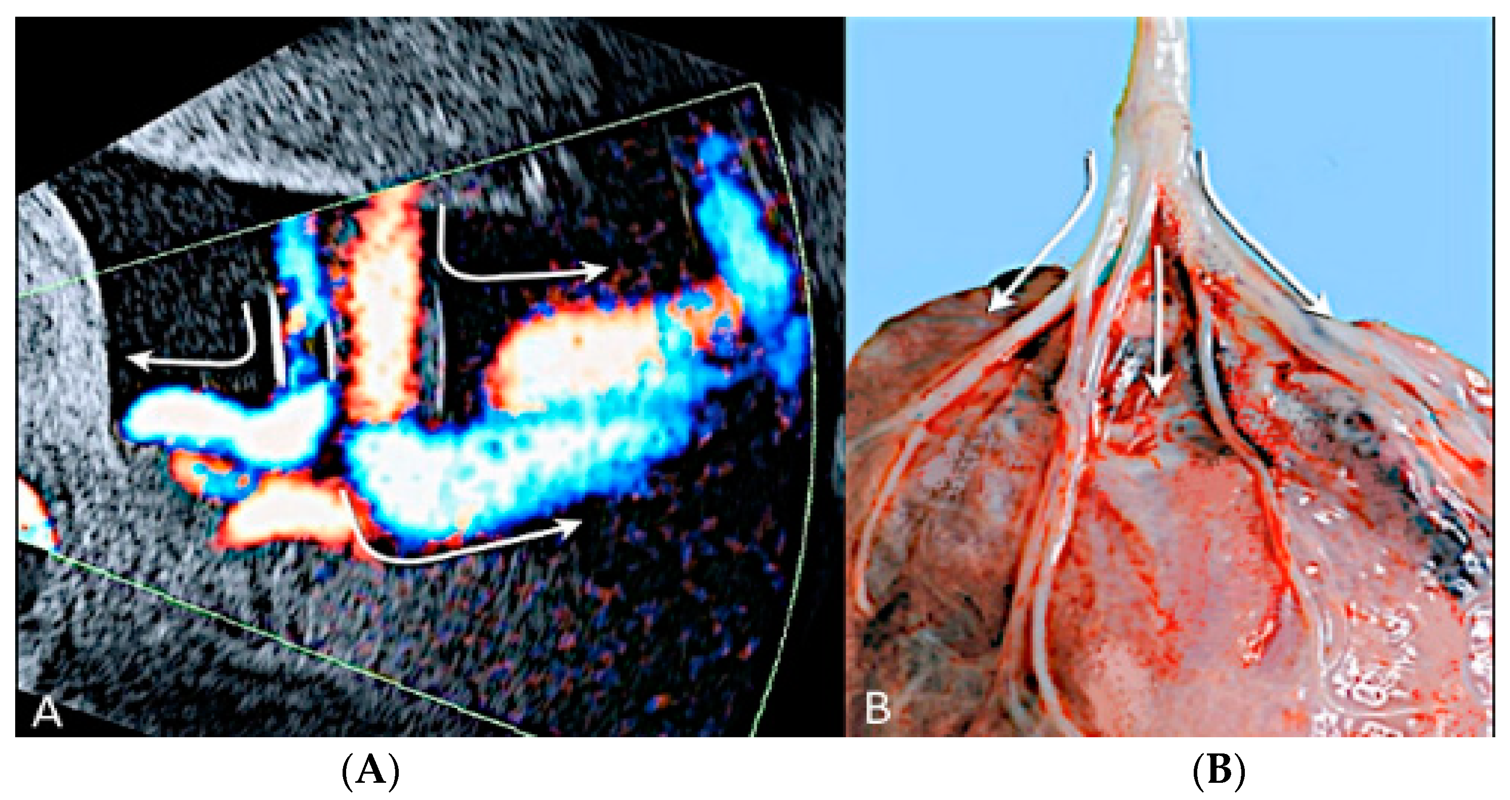 Diagnostics 12 02810 g020 Diagnostics 12 02810 g020