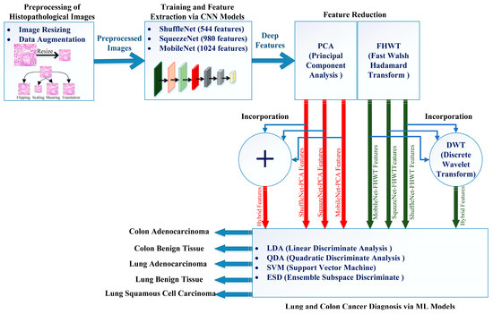 A Framework for Lung and Colon Cancer Diagnosis via Lightweight Deep ...