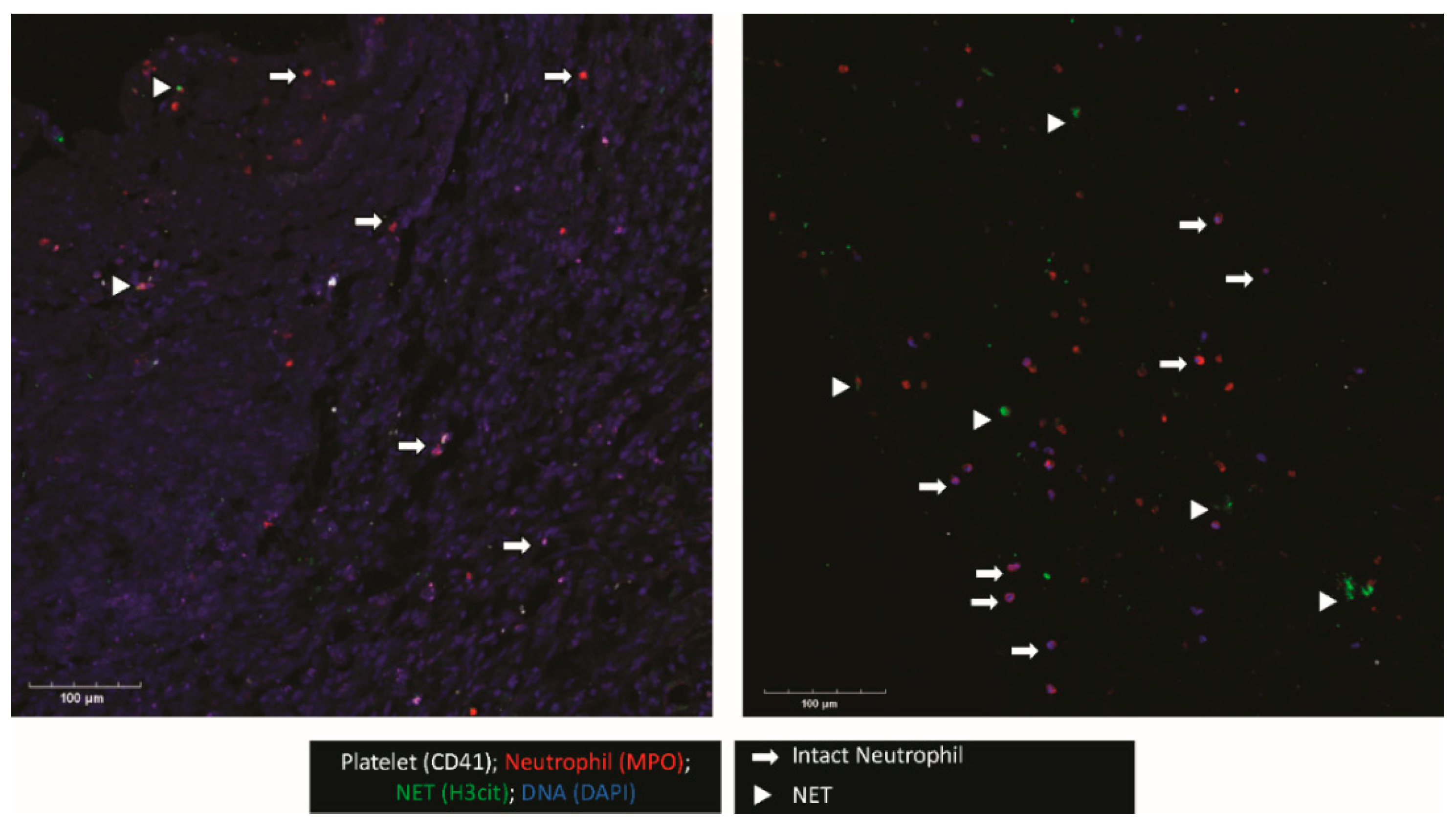 Diagnostics 12 02934 g001 Diagnostics 12 02934 g001