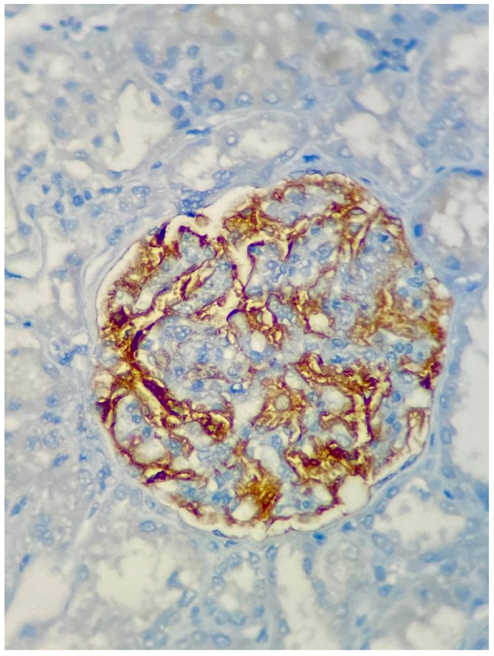 Diagnostics 13 00017 g001 Diagnostics 13 00017 g001