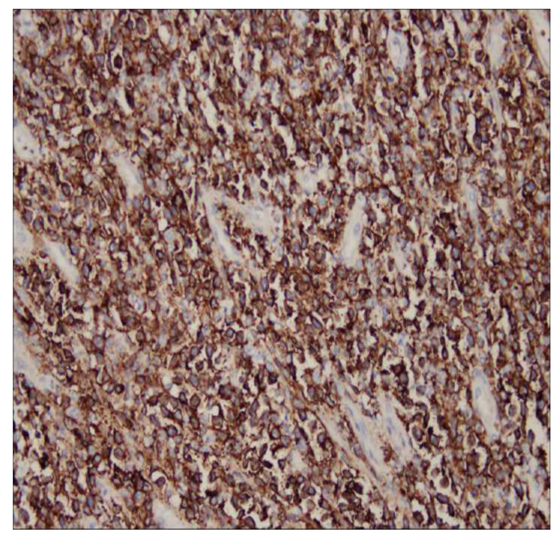 Diagnostics 13 00035 g005