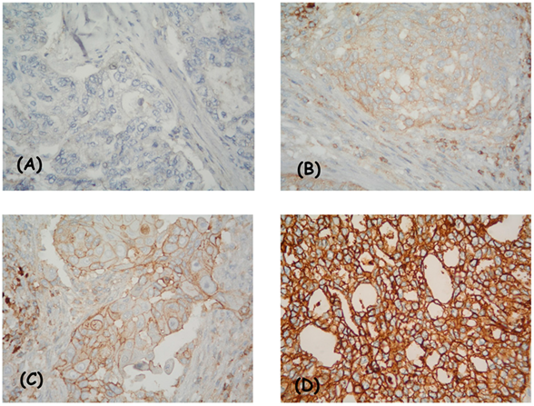 Diagnostics 13 00052 g001