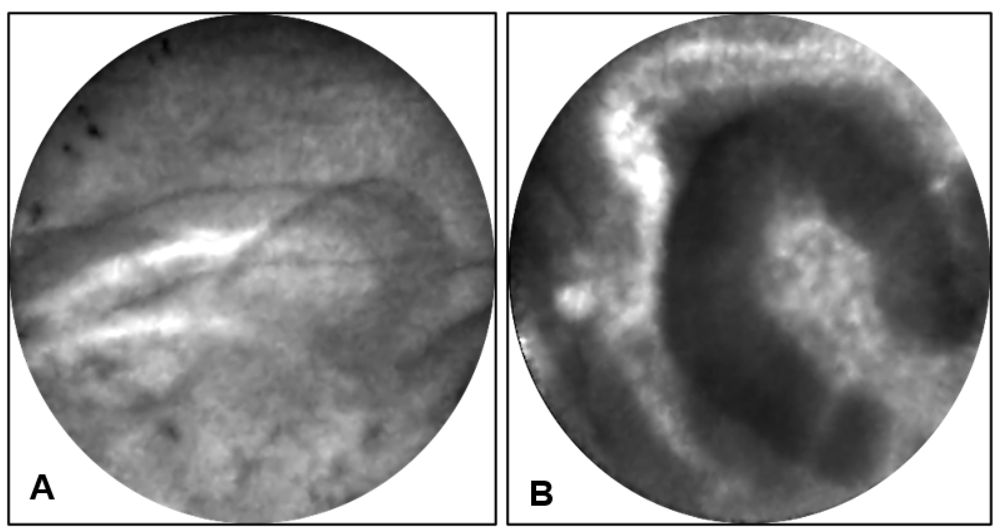 Diagnostics 13 00065 g002
