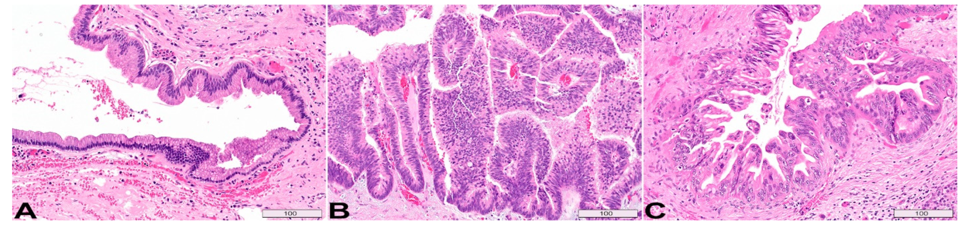 Diagnostics 13 00065 g003