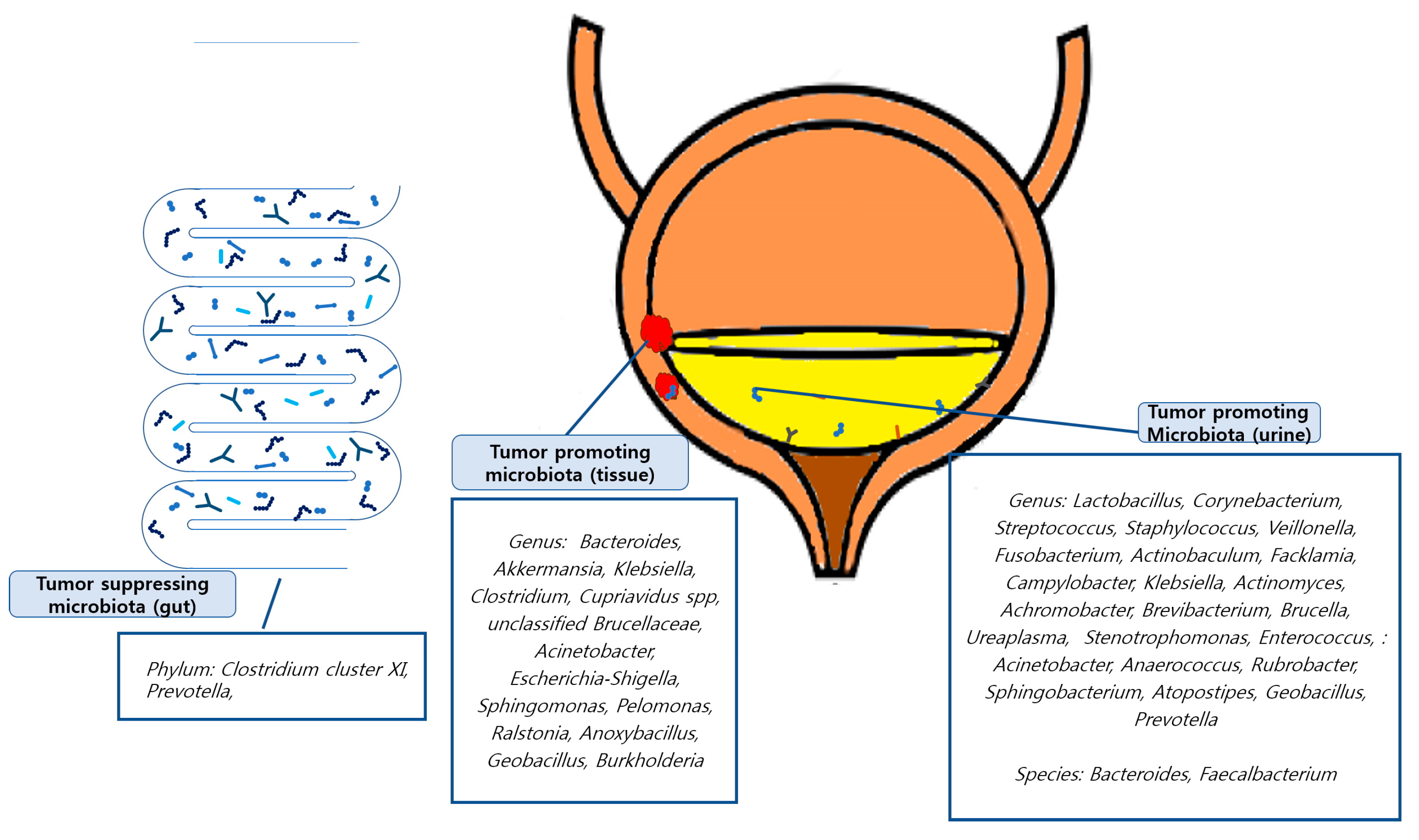 Diagnostics 13 00084 g002