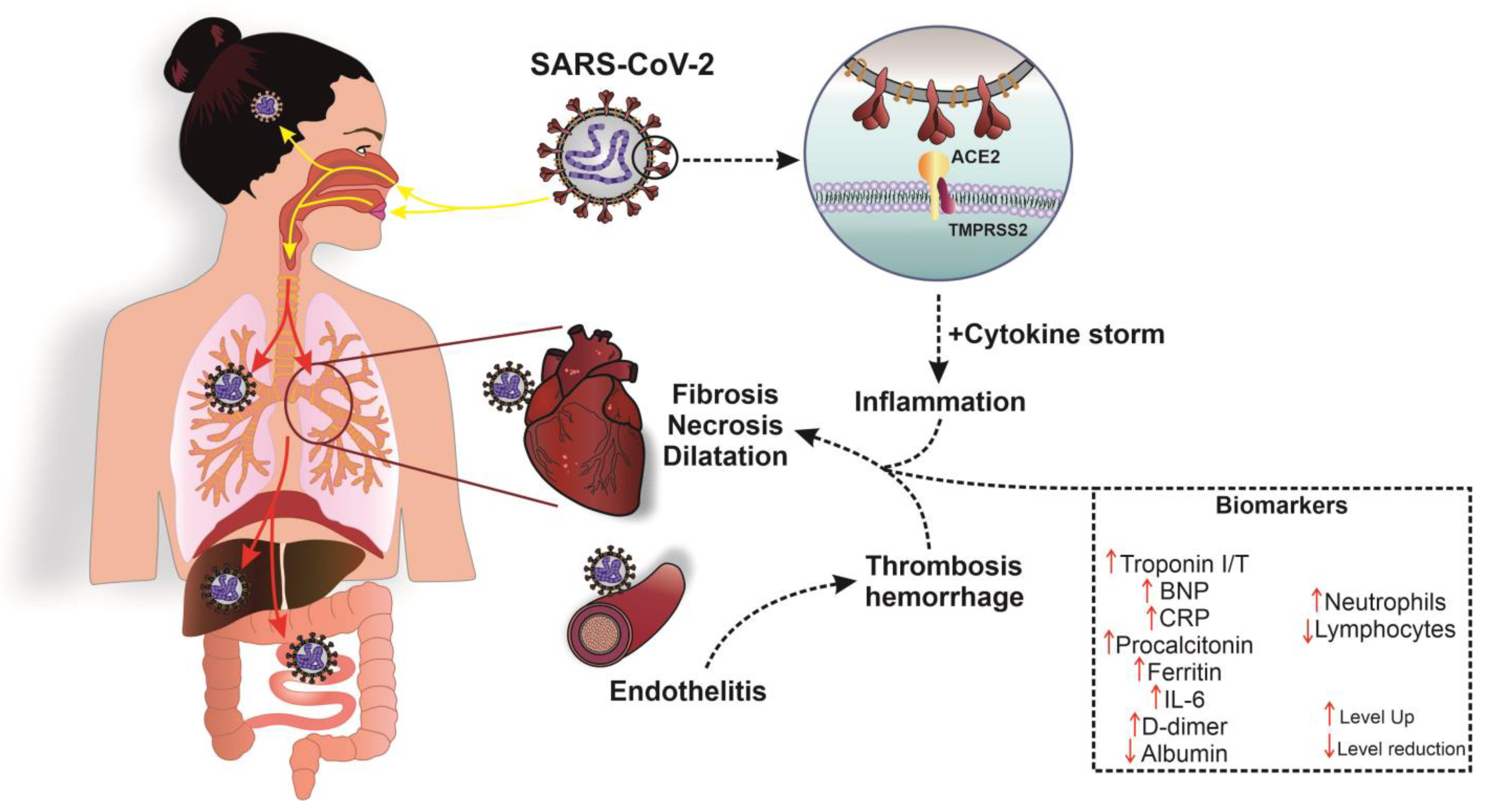 Diagnostics 13 00120 g002