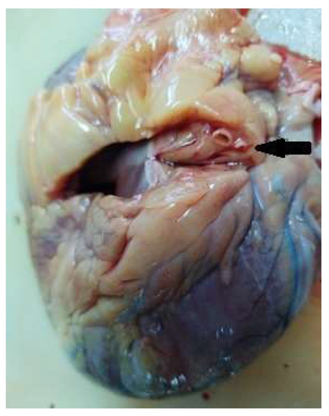 Diagnostics 13 00142 g001
