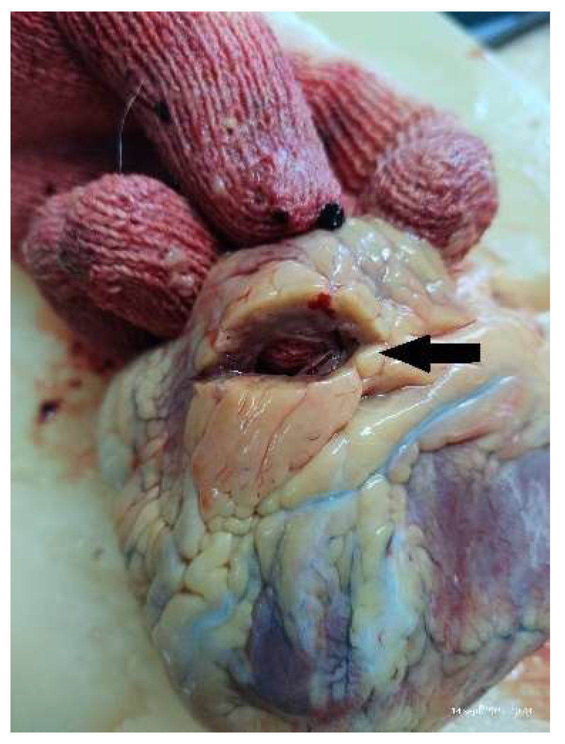 Diagnostics 13 00142 g002