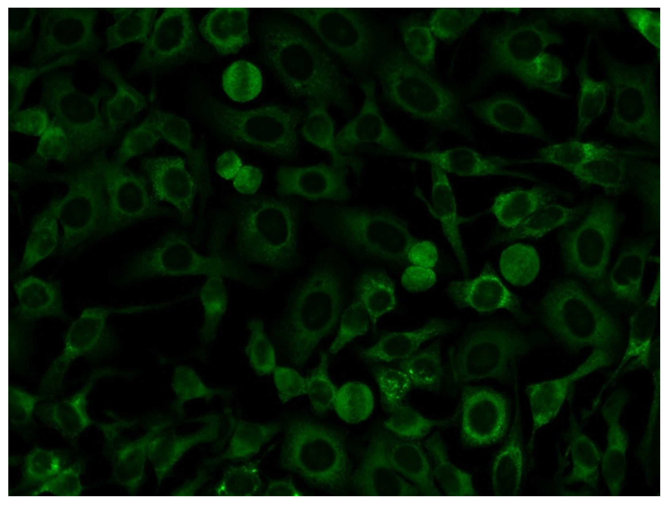 Diagnostics 13 00156 g004