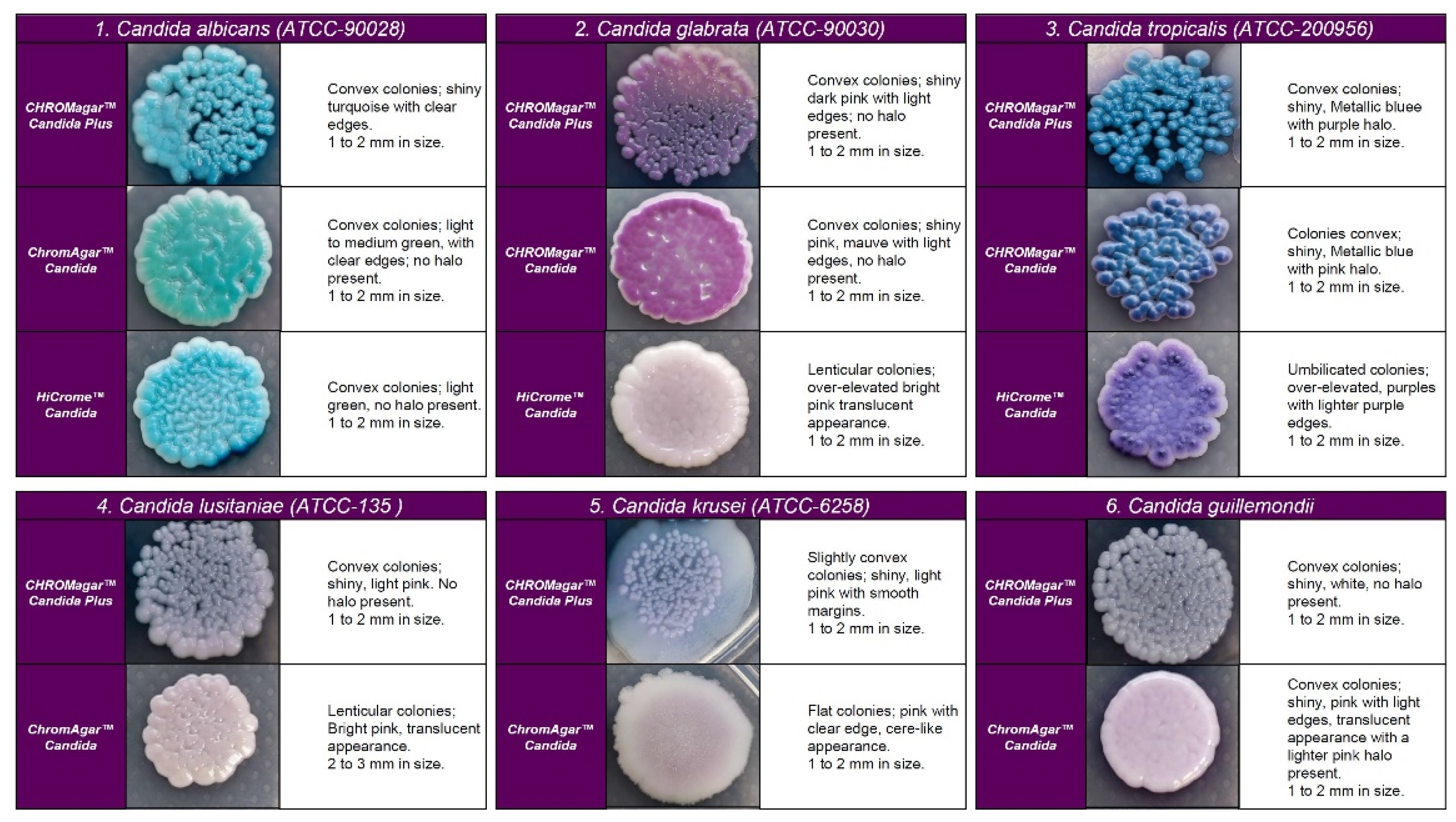 Diagnostics 13 00231 g002