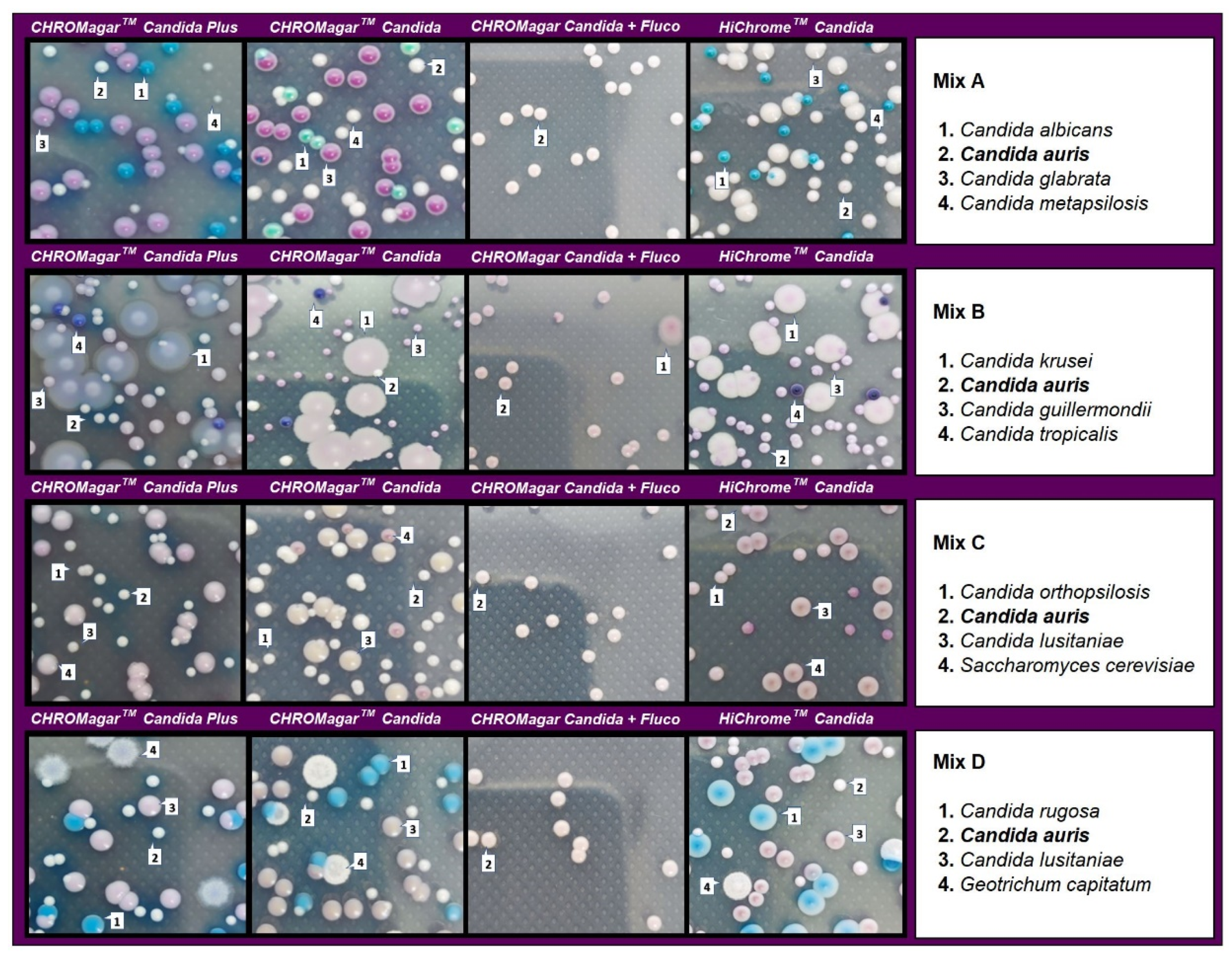 Diagnostics 13 00231 g004