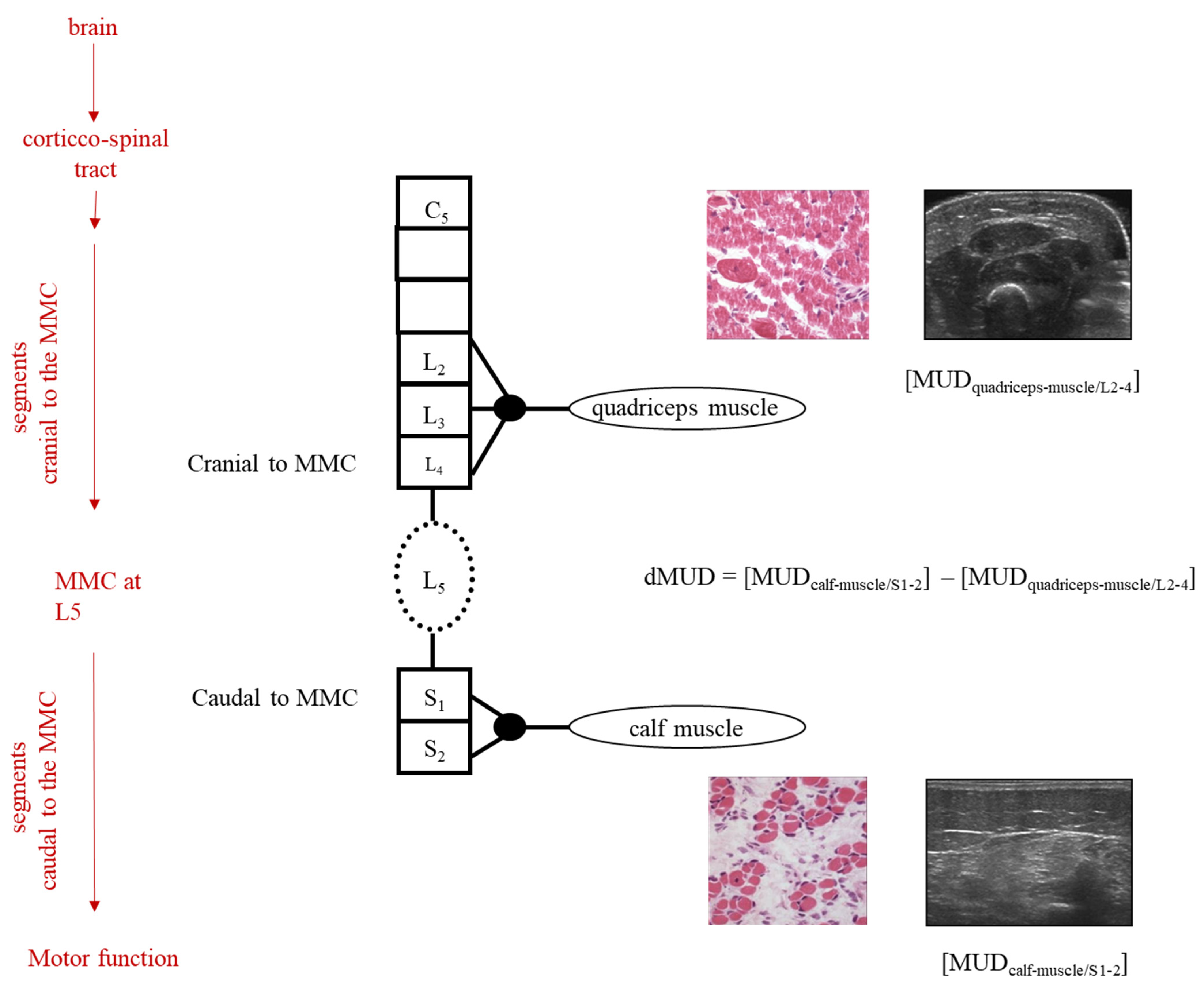 Diagnostics 13 00251 g001