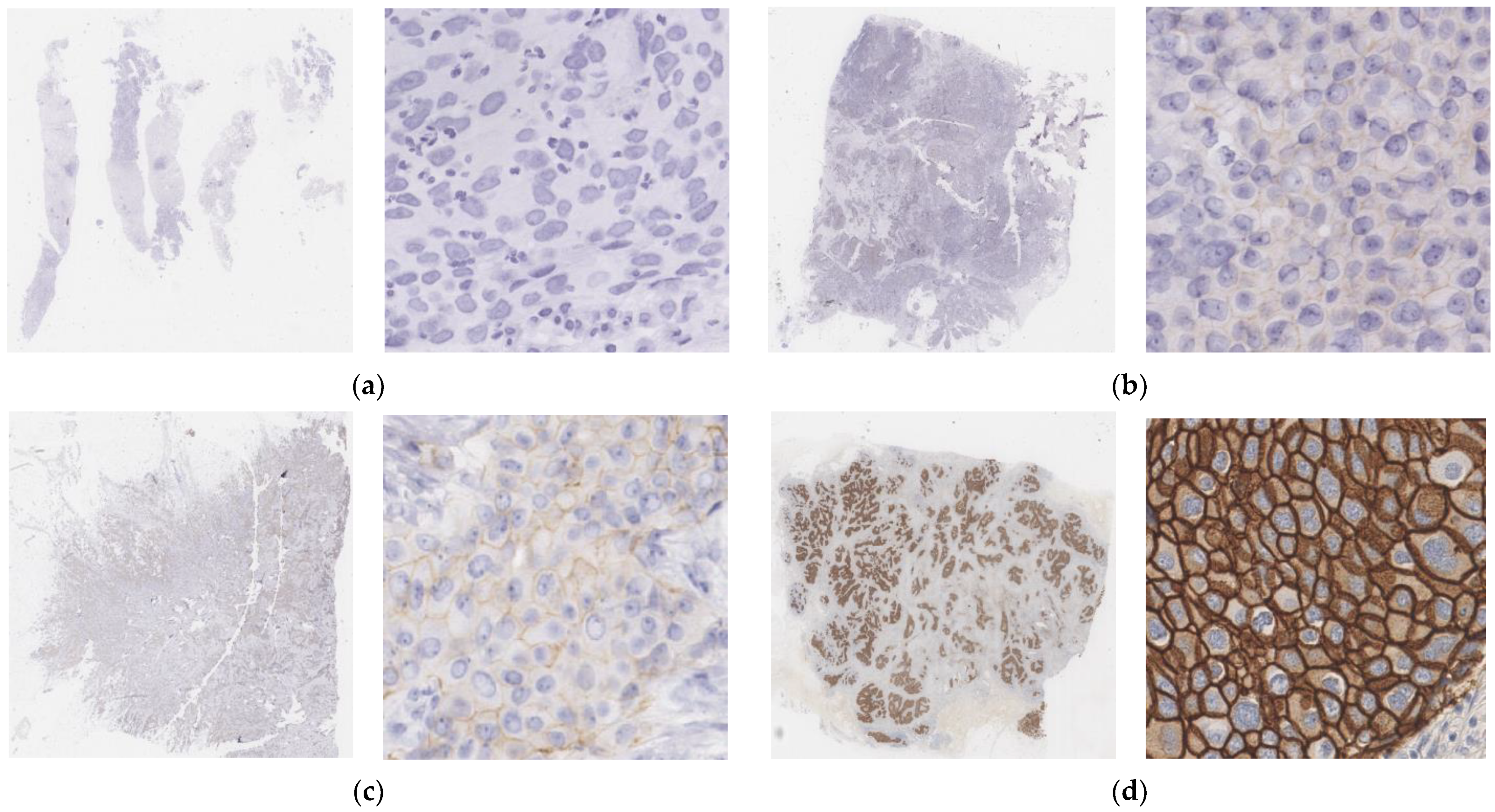 Diagnostics 13 00263 g002