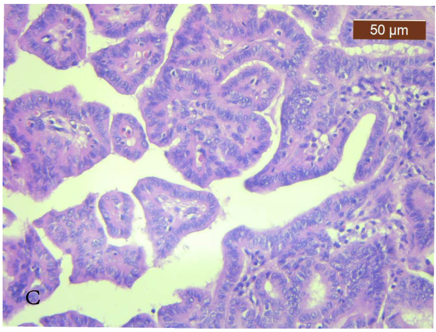 Diagnostics 13 00285 g001b