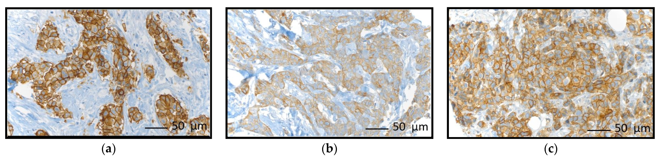 Diagnostics 13 00372 g002