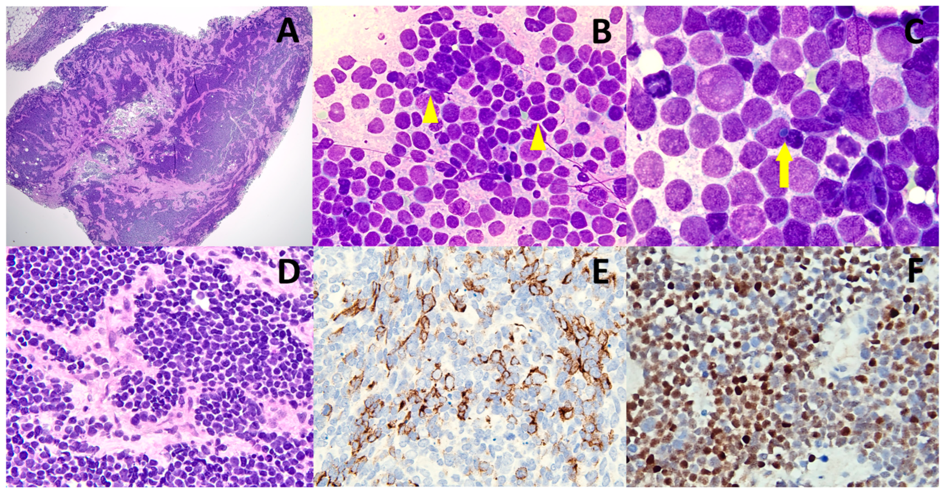 Diagnostics 13 00449 g001