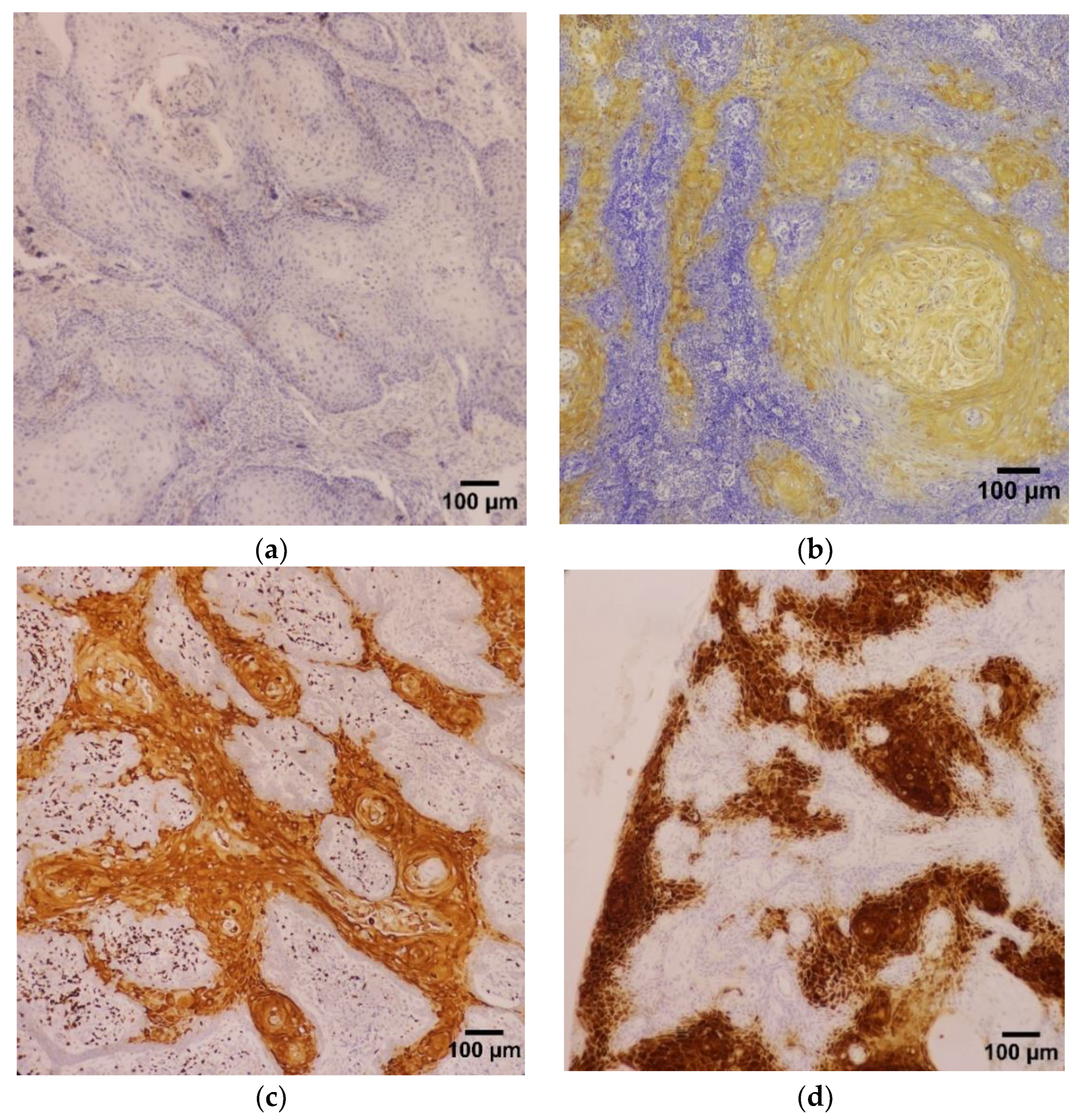 Diagnostics 13 00451 g002 Diagnostics 13 00451 g002