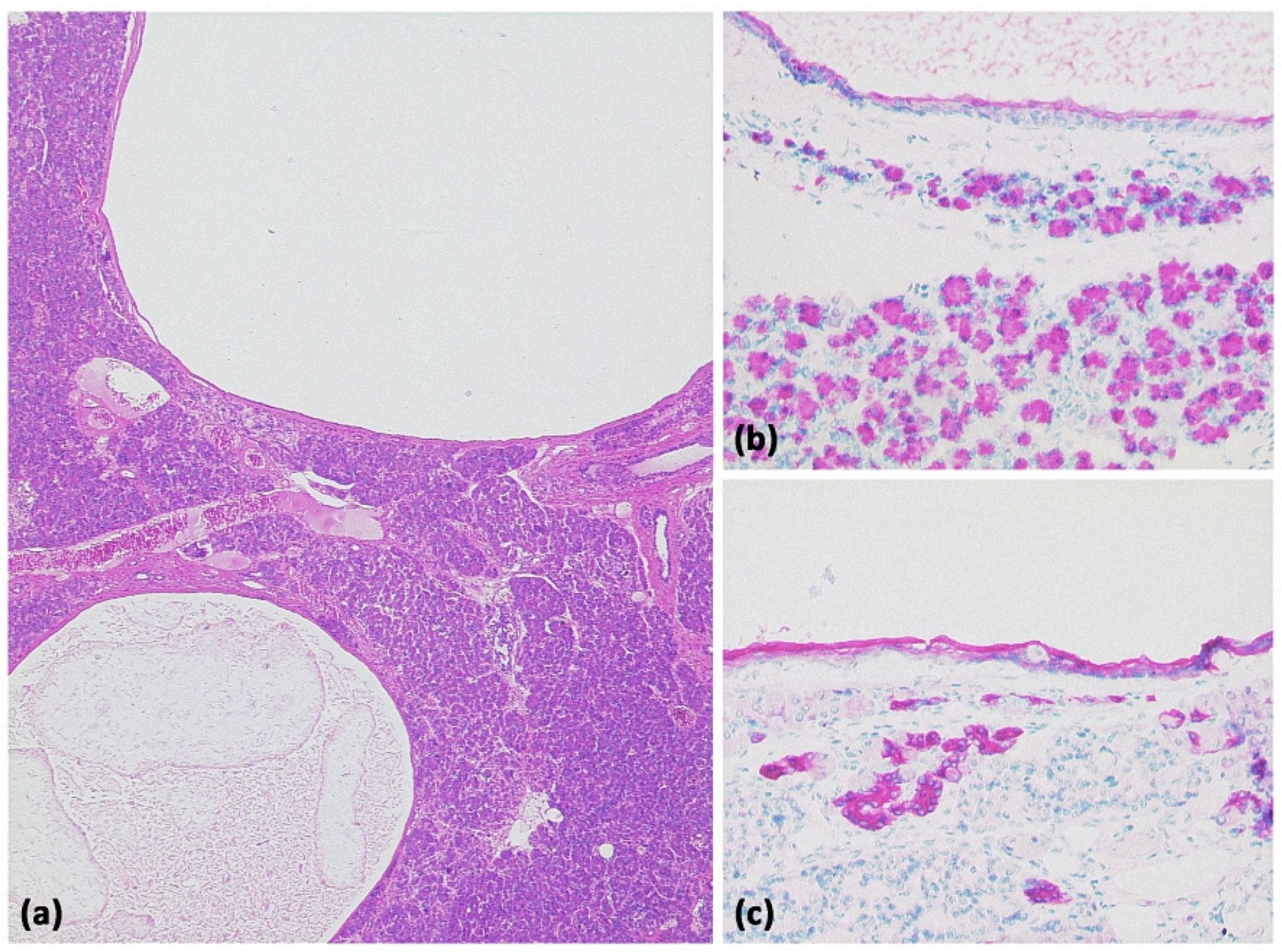 Diagnostics 13 00454 g021