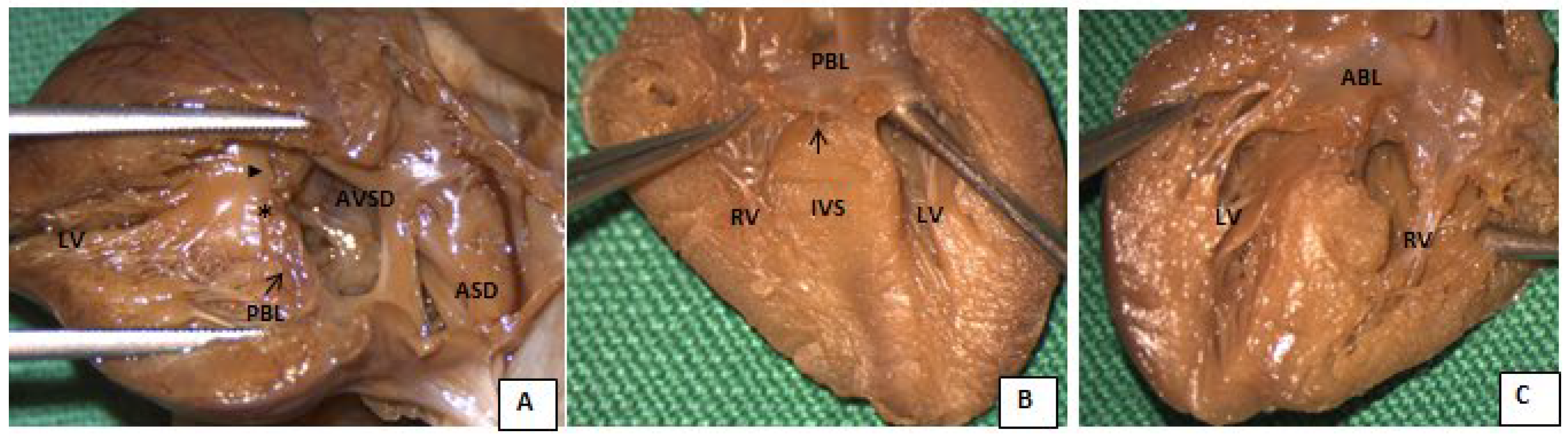 Diagnostics 13 00456 g002 Diagnostics 13 00456 g002