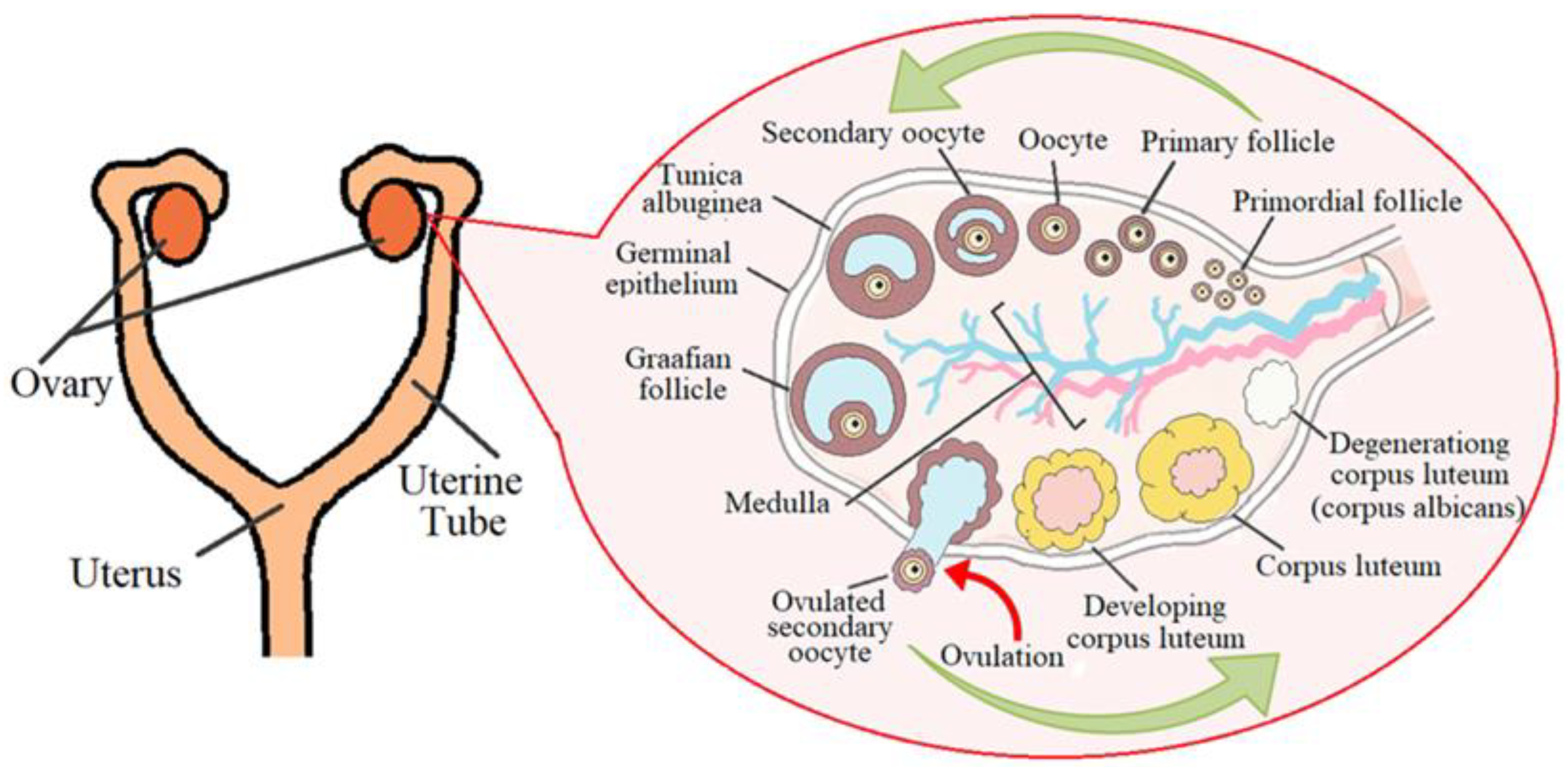 Diagnostics 13 00490 g001