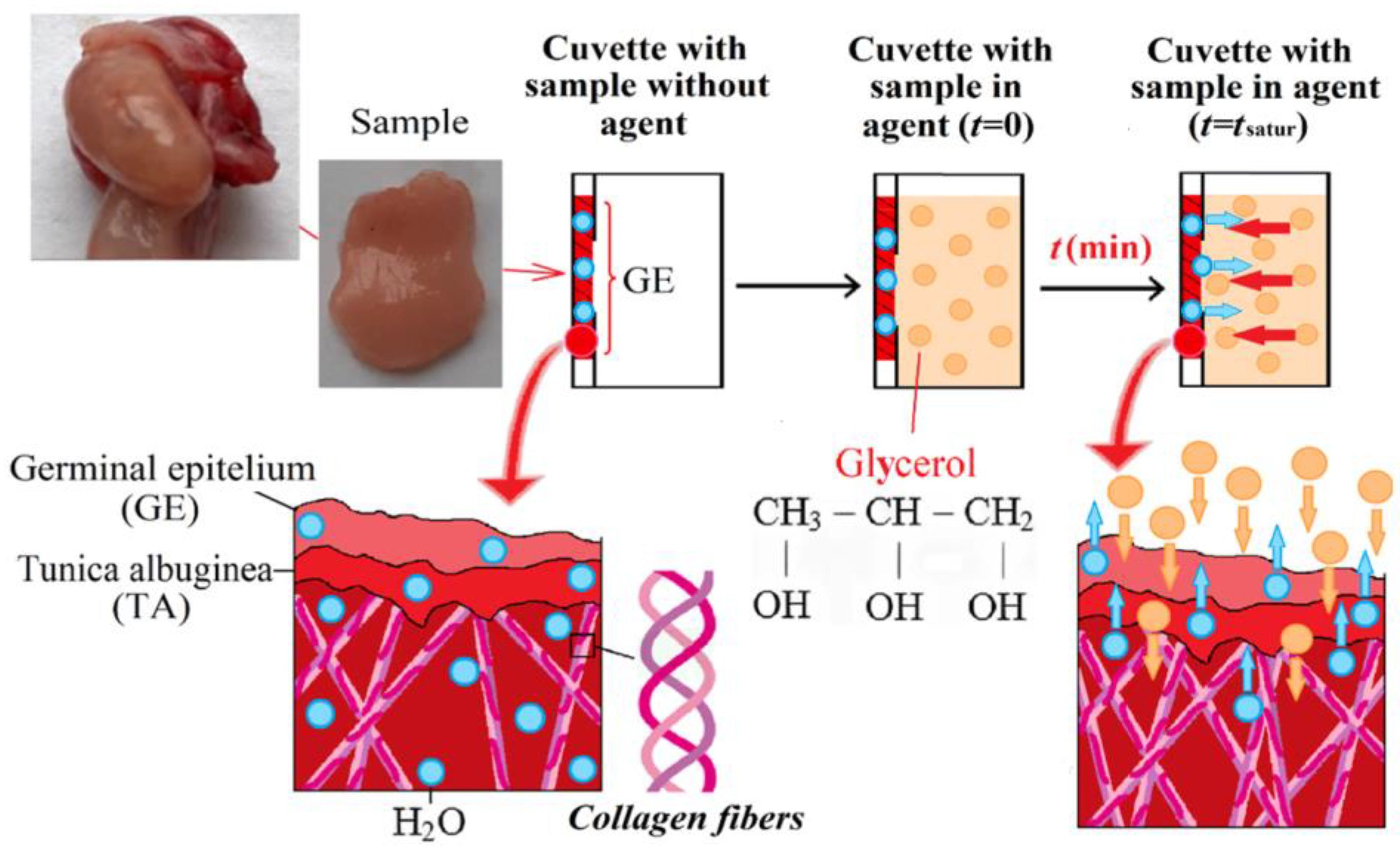 Diagnostics 13 00490 g004