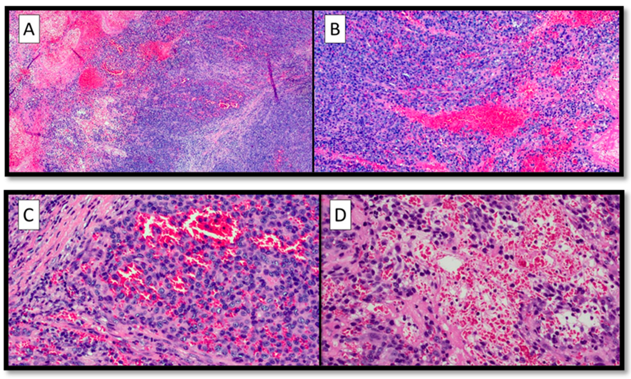 Diagnostics 13 00495 g002