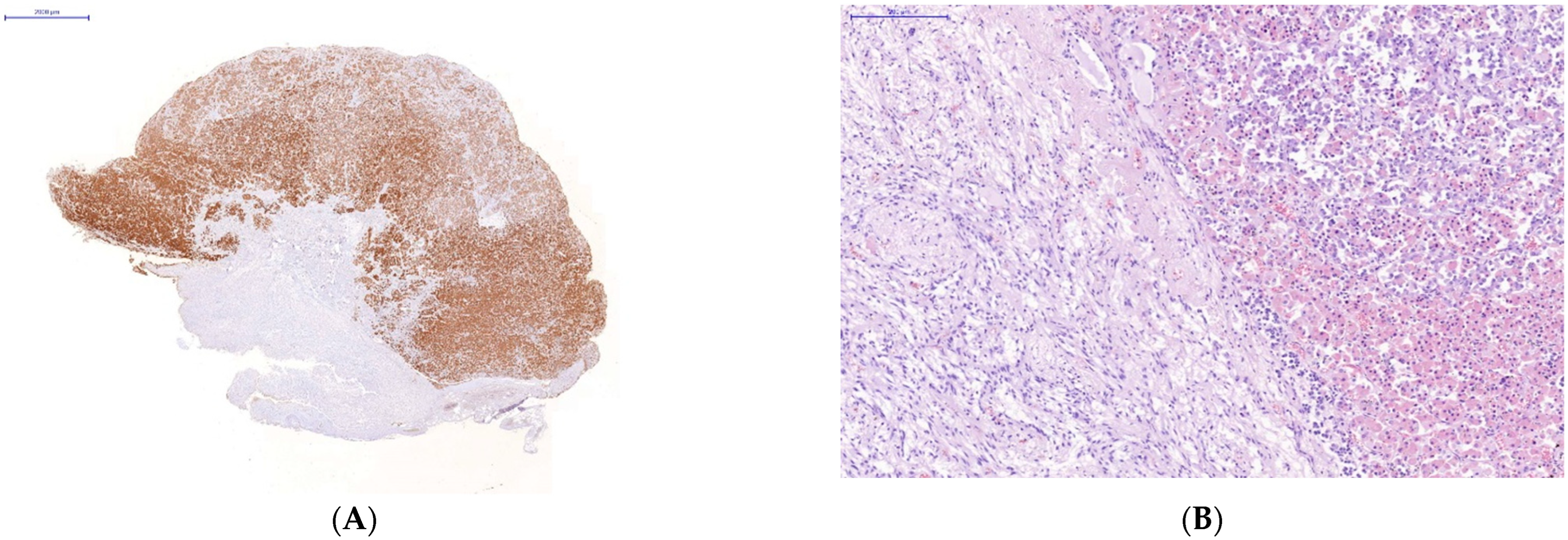 Diagnostics 13 00522 g002a