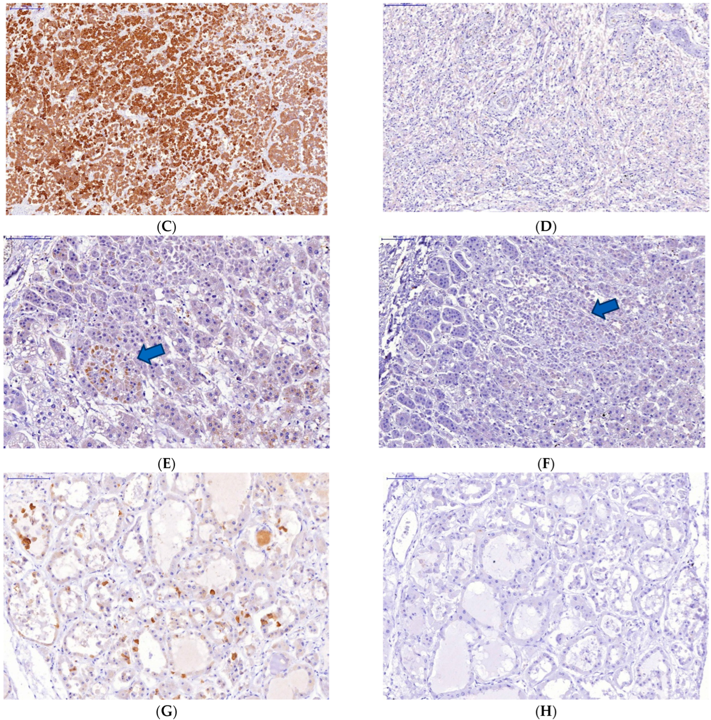 Diagnostics 13 00522 g002b